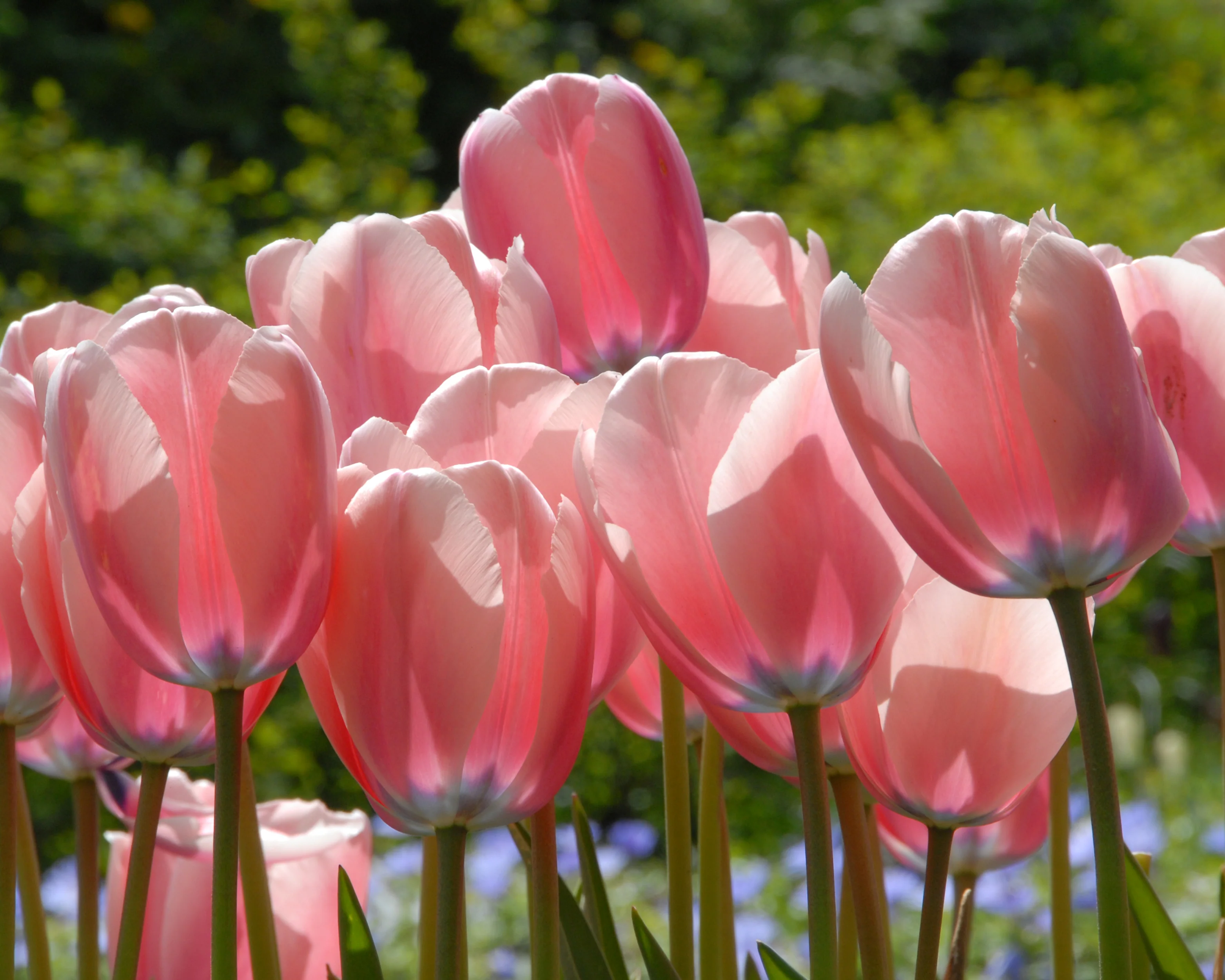 Tulip 'Salmon Impression' - Image 3