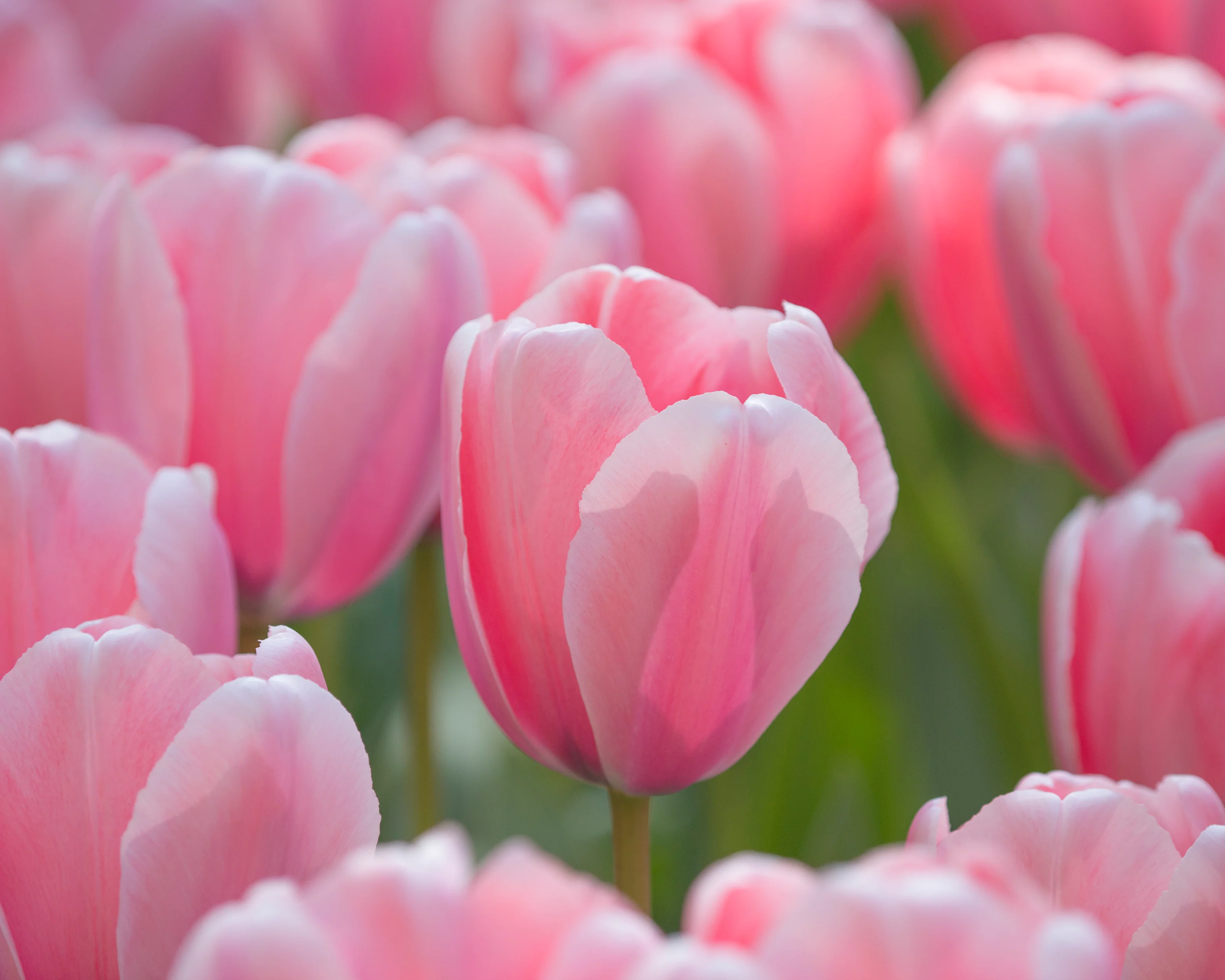 Tulip 'Salmon Impression' - Image 5