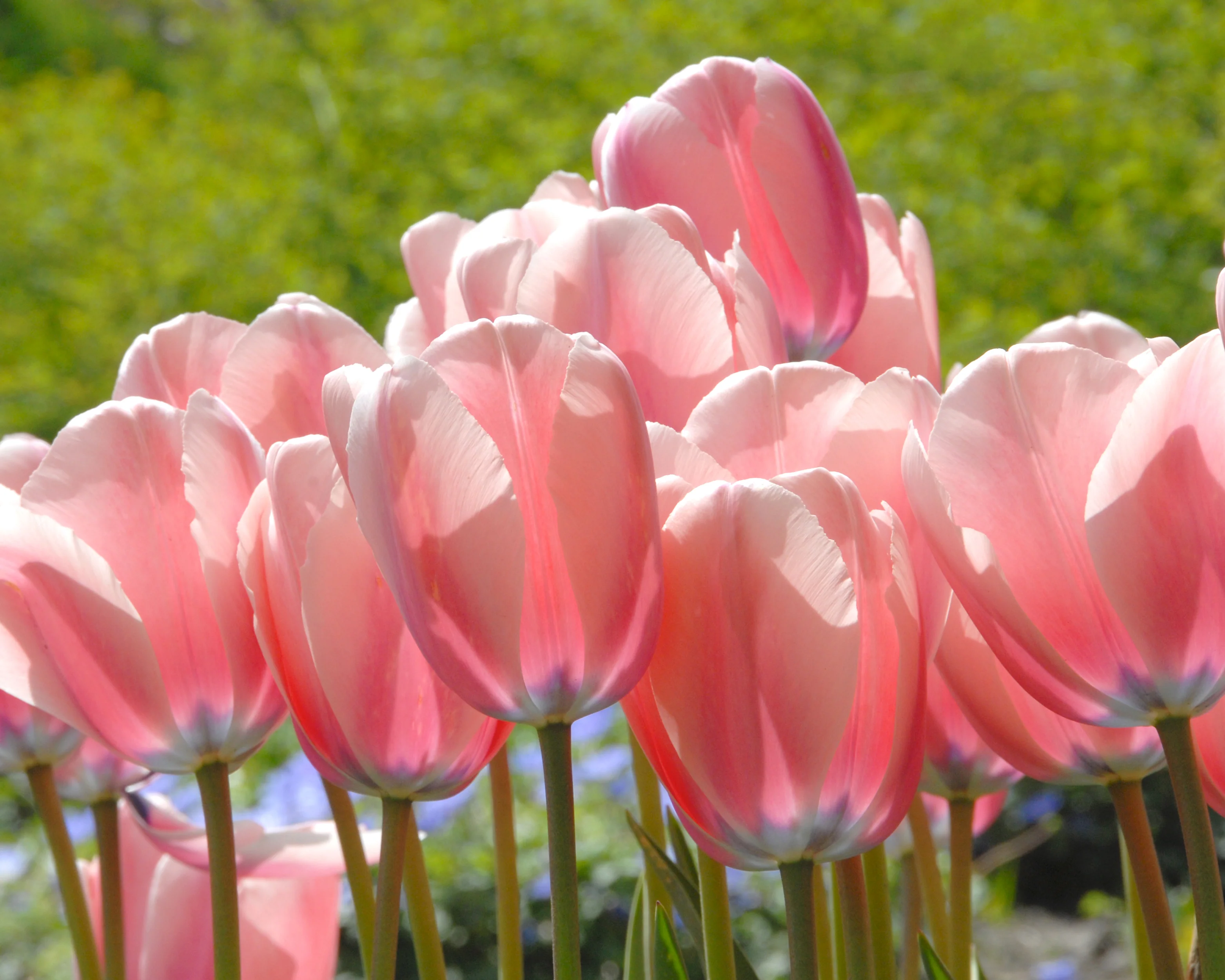 Tulip 'Salmon Impression' - Image 8