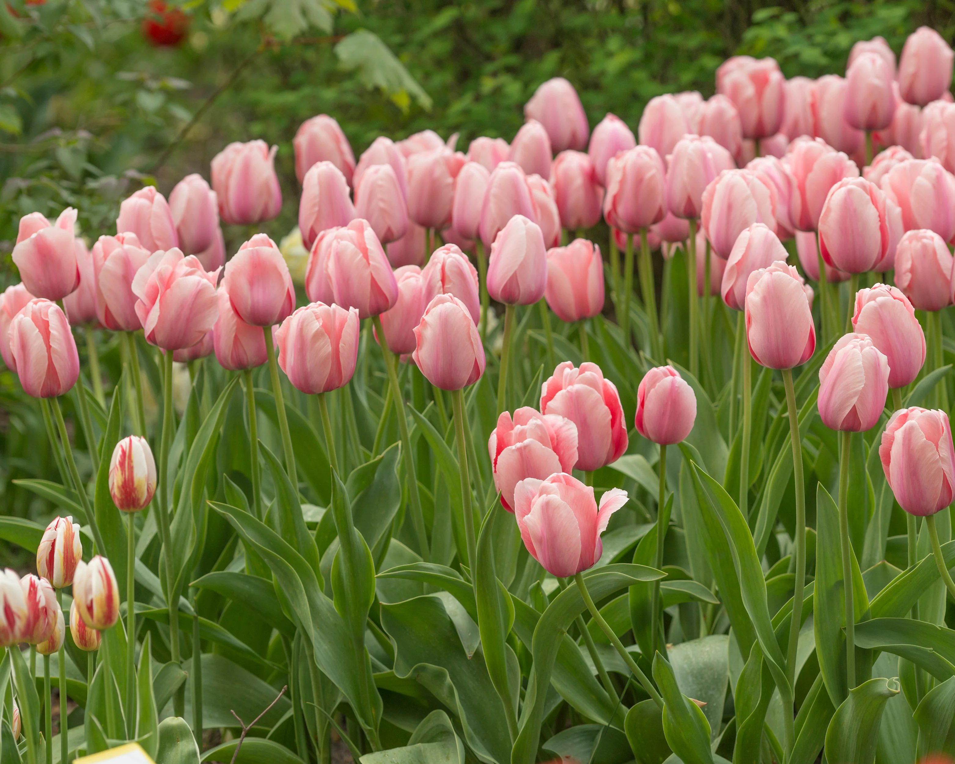 Tulip 'Salmon Impression' - Image 9