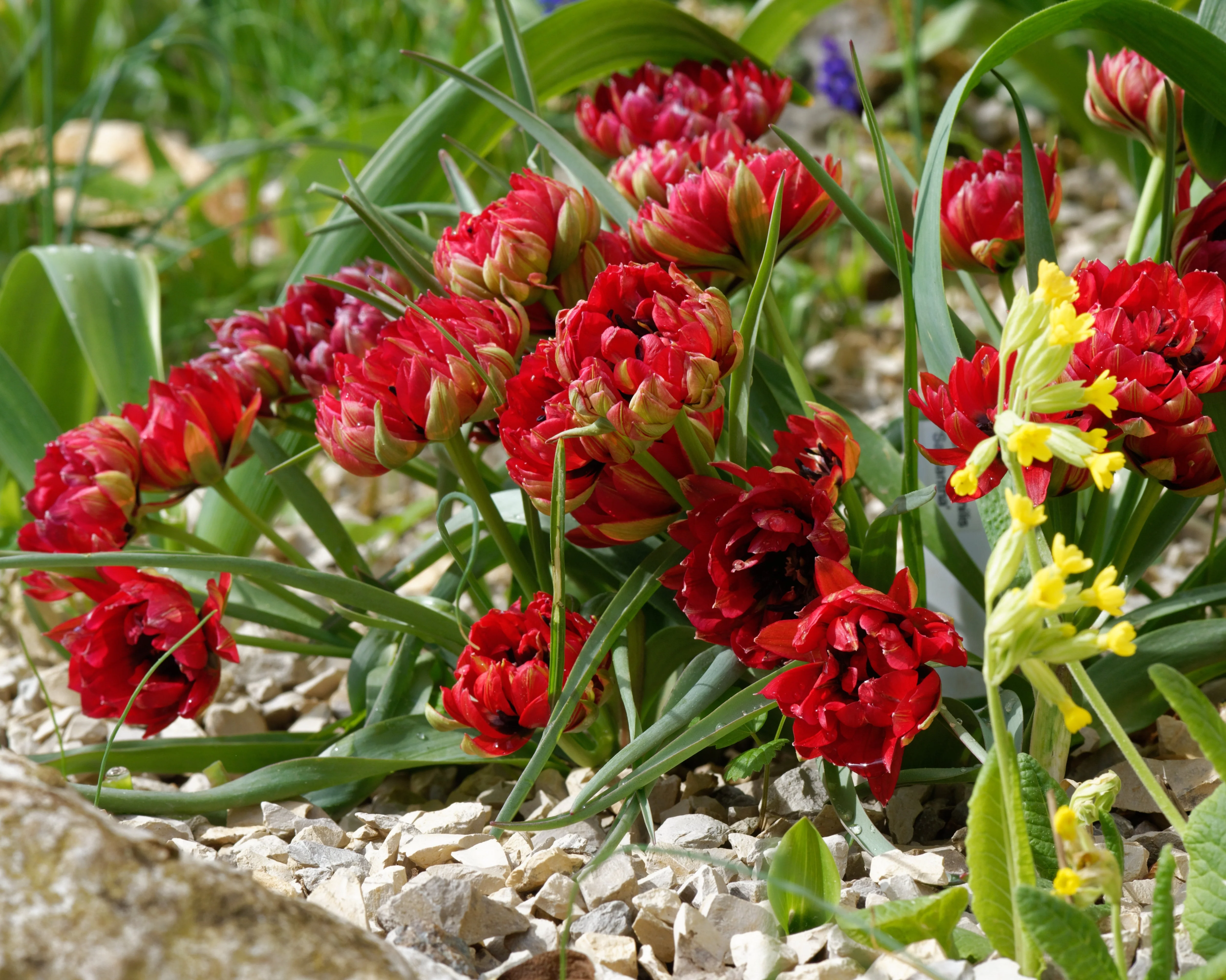 Tulip 'Samantha' - Image 2