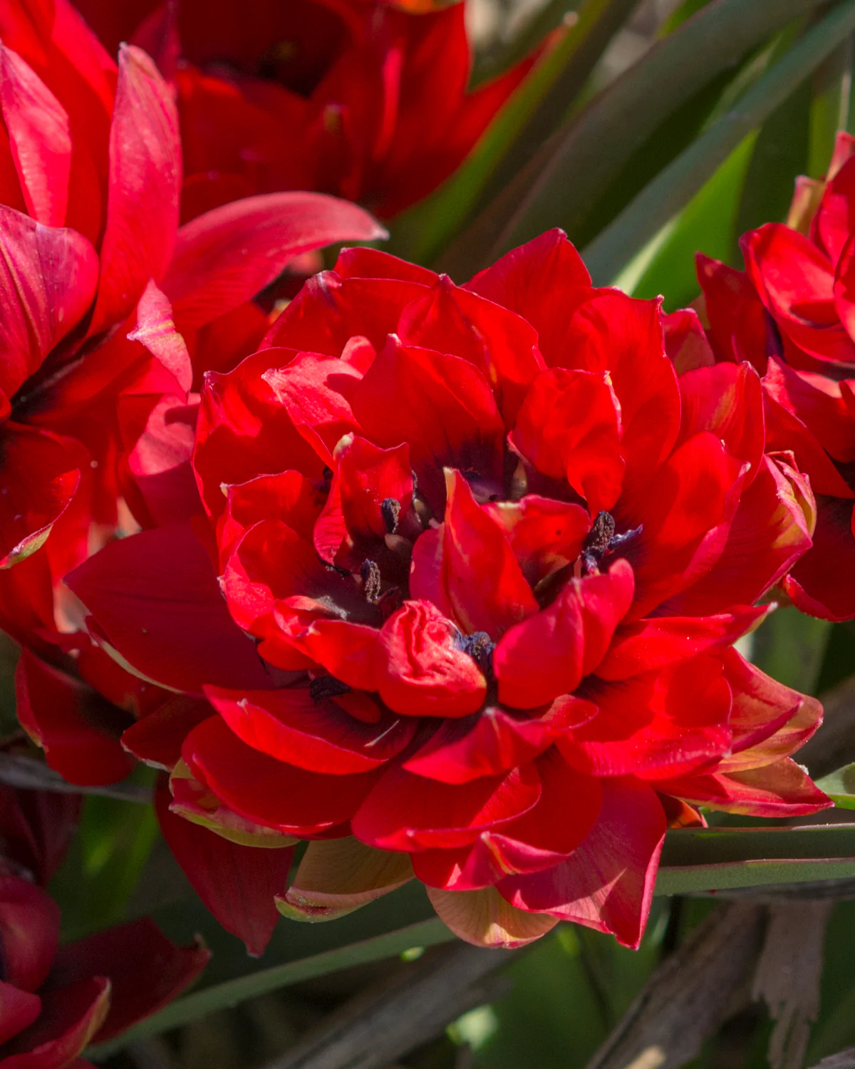 Tulip 'Samantha' - Image 3