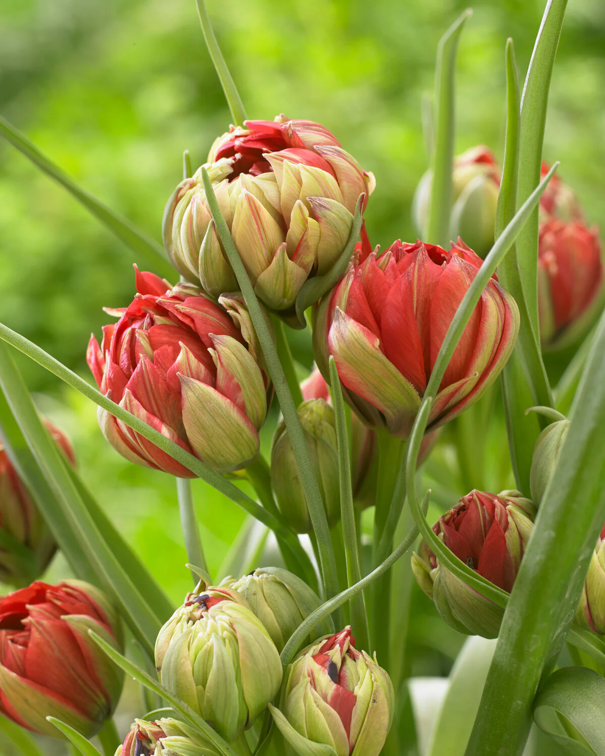 Tulip 'Samantha' - Image 4