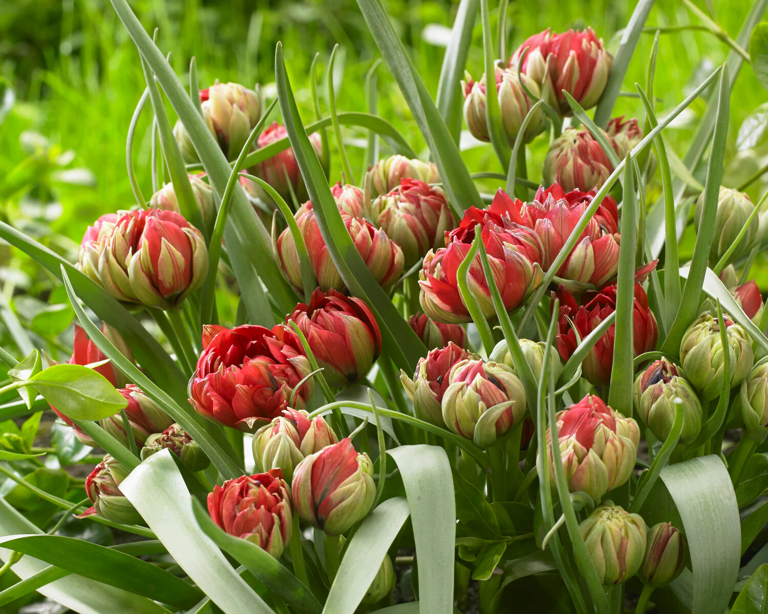 Tulip 'Samantha' - Image 7