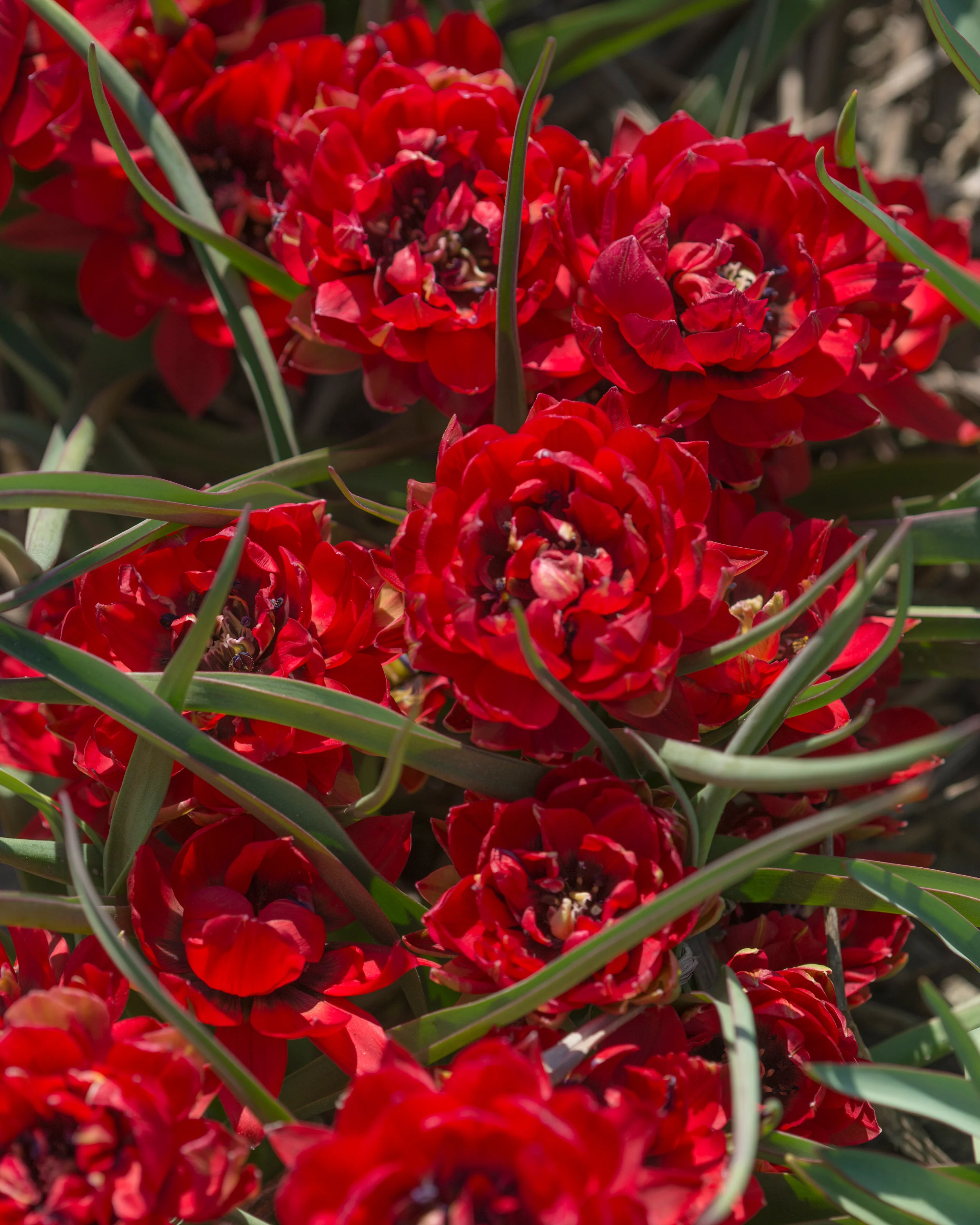 Tulip 'Samantha' - Image 8