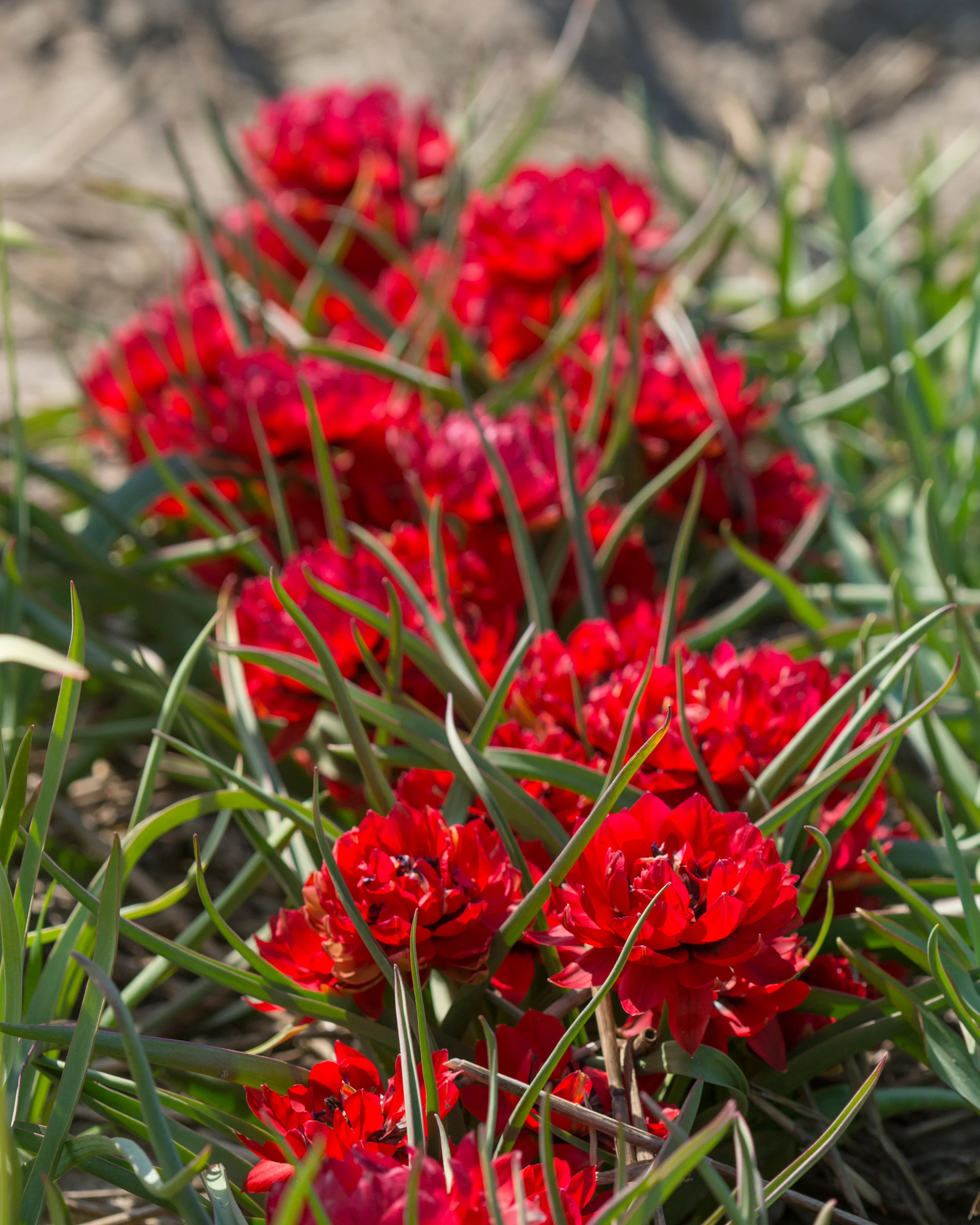 Tulip 'Samantha' - Image 9