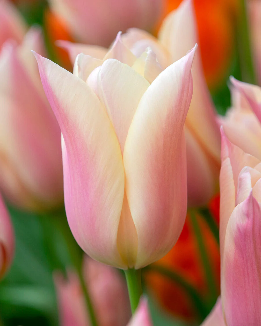 Tulip 'Sanne'