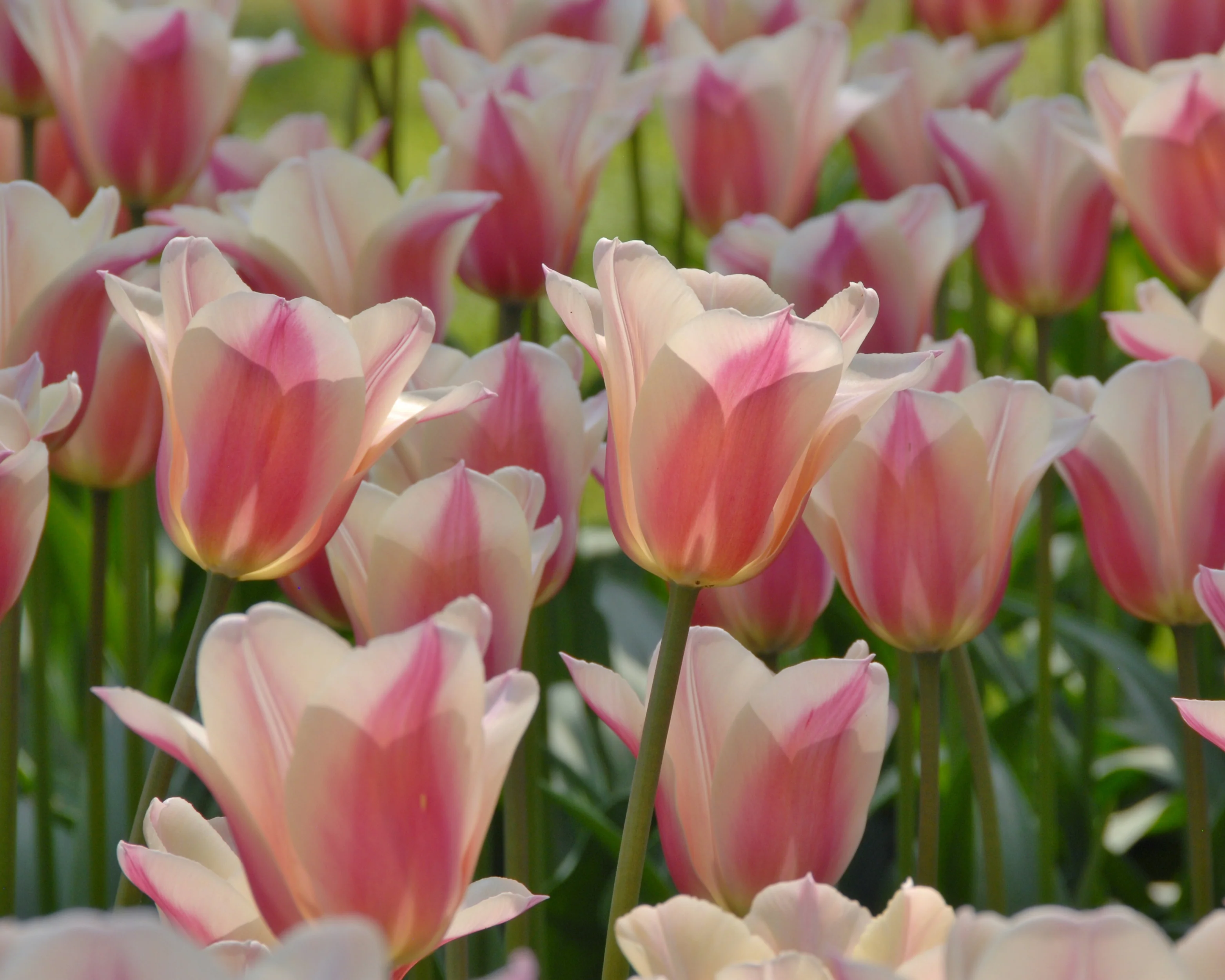 Tulip 'Sanne' - Image 10