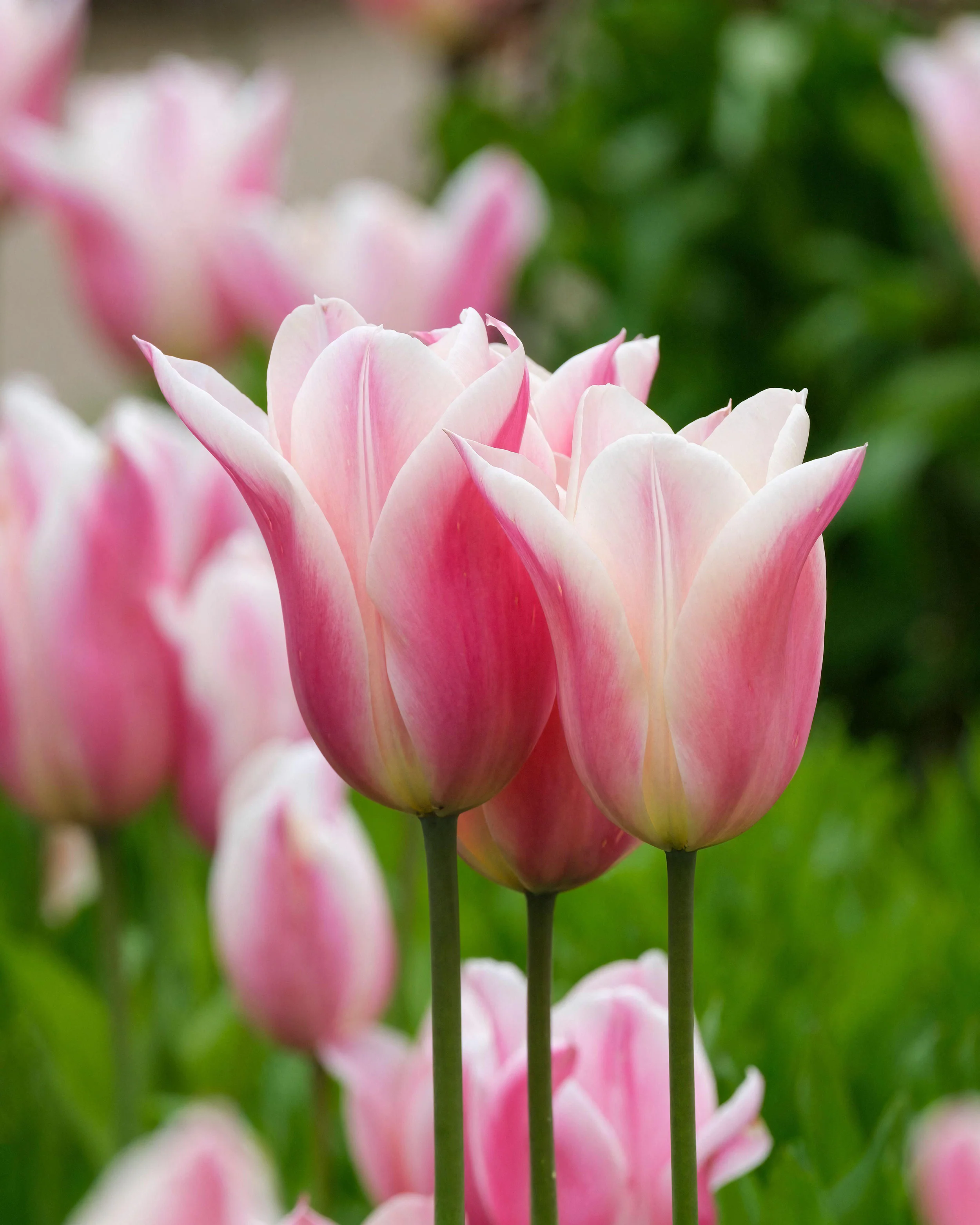 Tulip 'Sanne' - Image 12