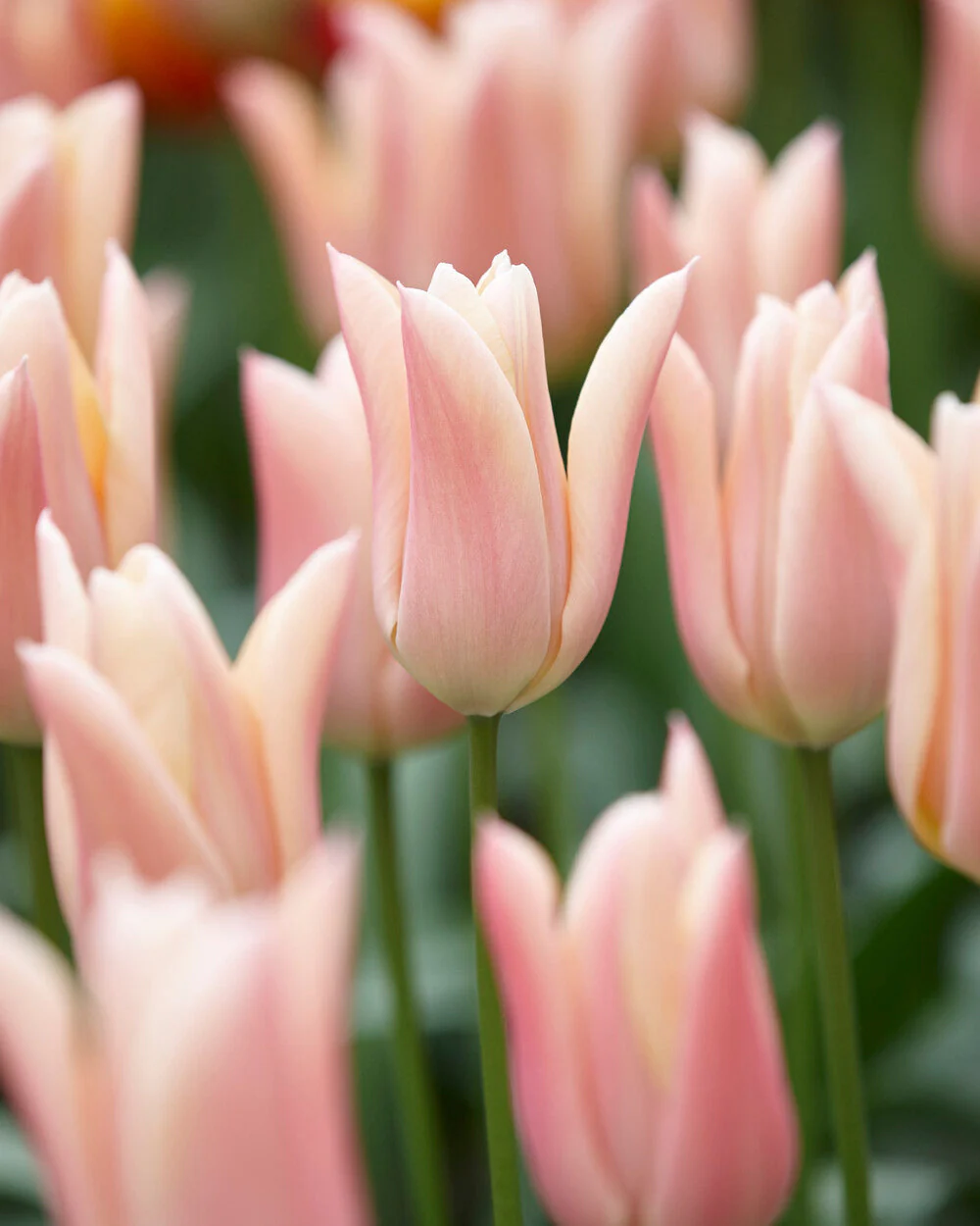Tulip 'Sanne' - Image 2