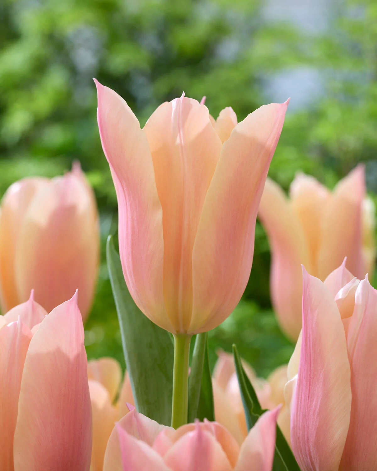 Tulip 'Sanne' - Image 4