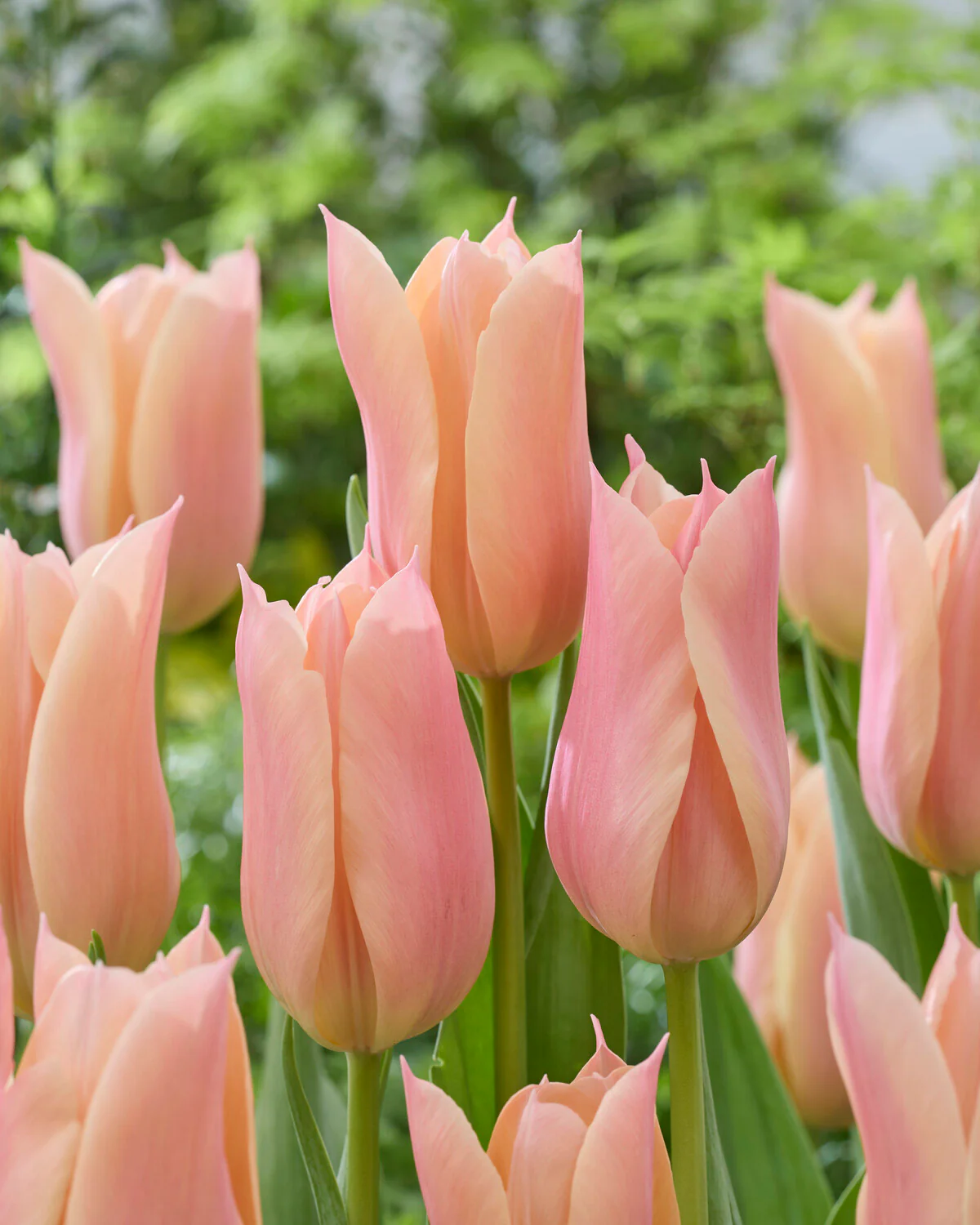 Tulip 'Sanne' - Image 6