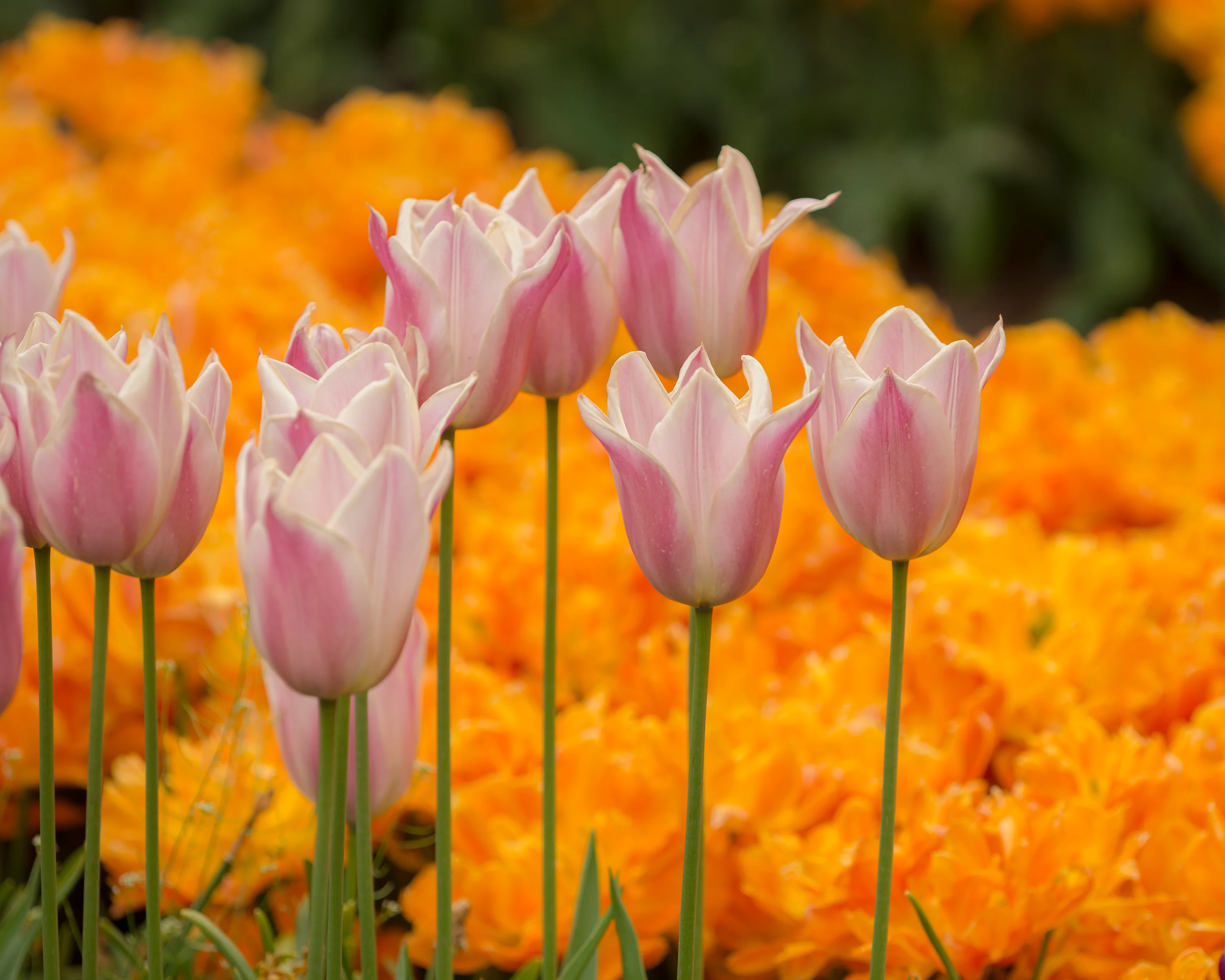 Tulip 'Sanne' - Image 9