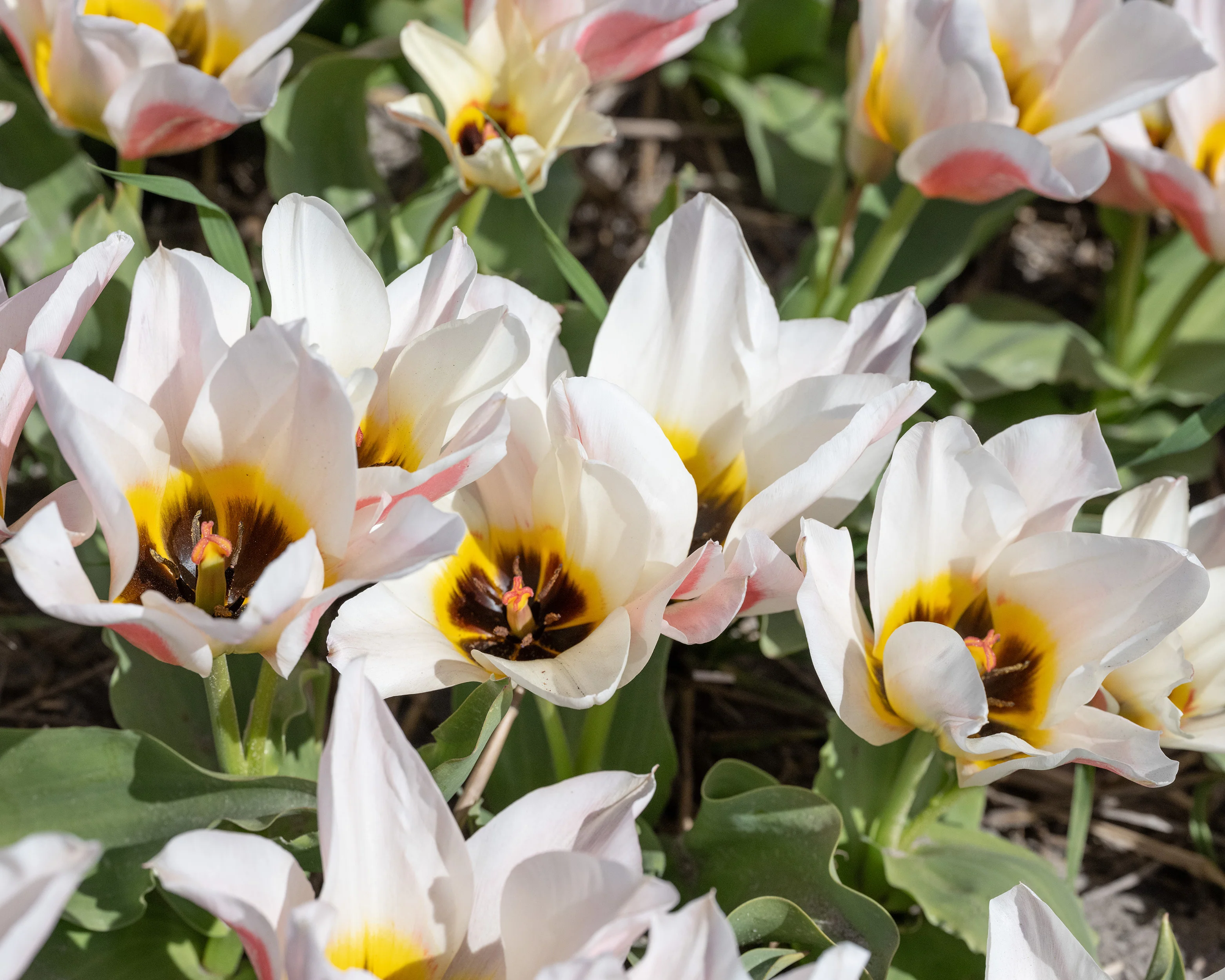 Tulip 'Serano' - Image 3