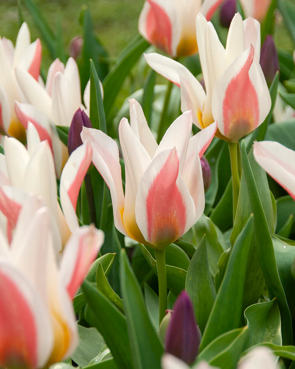 Tulip 'Serano' - Image 4