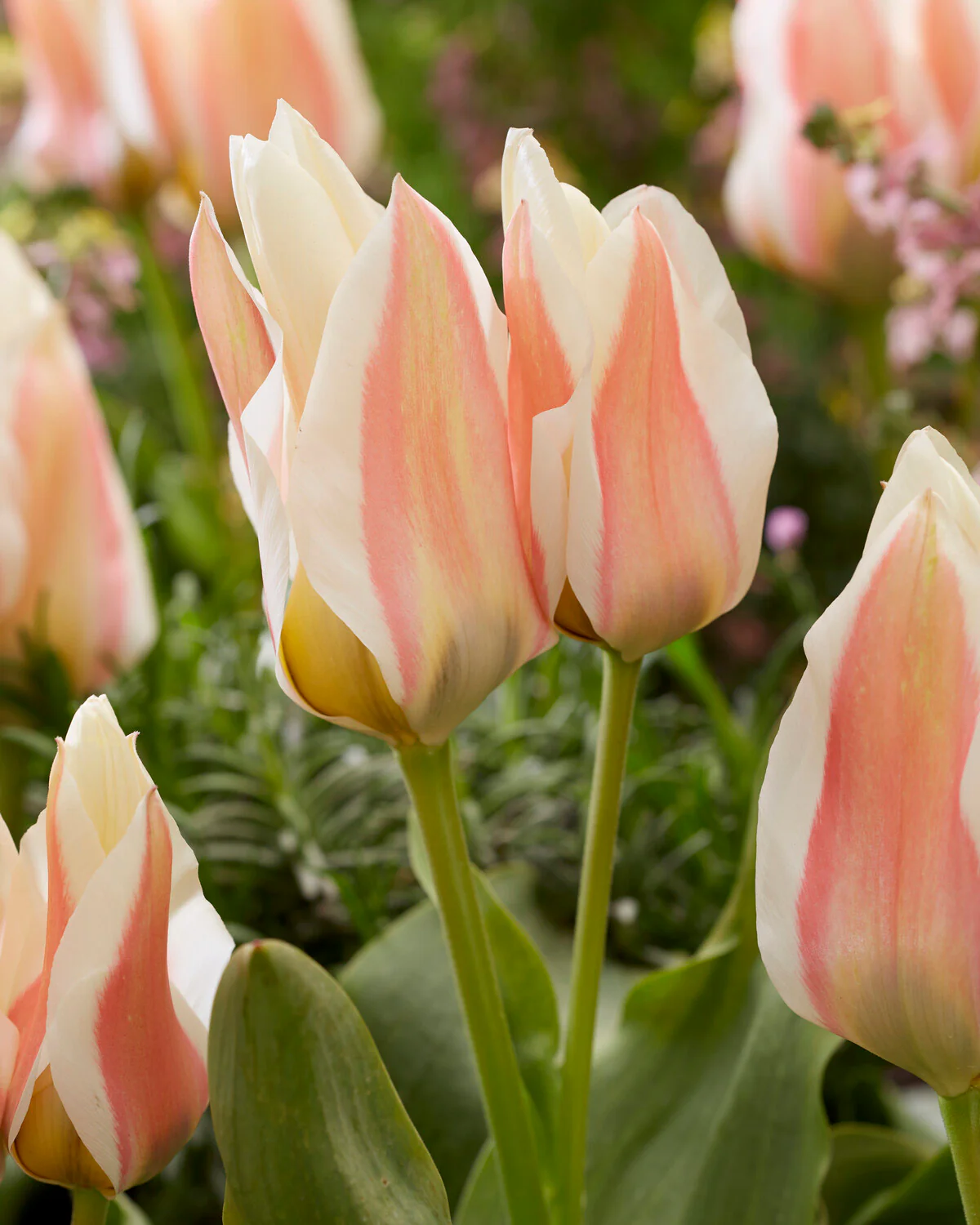Tulip 'Serano' - Image 8