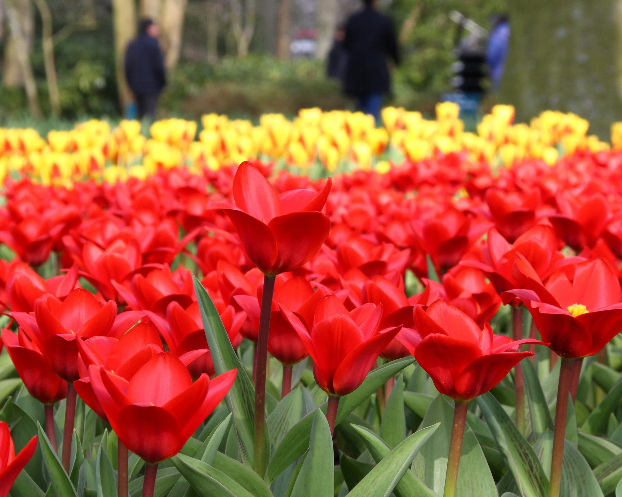 Tulip 'Showwinner' - Image 2