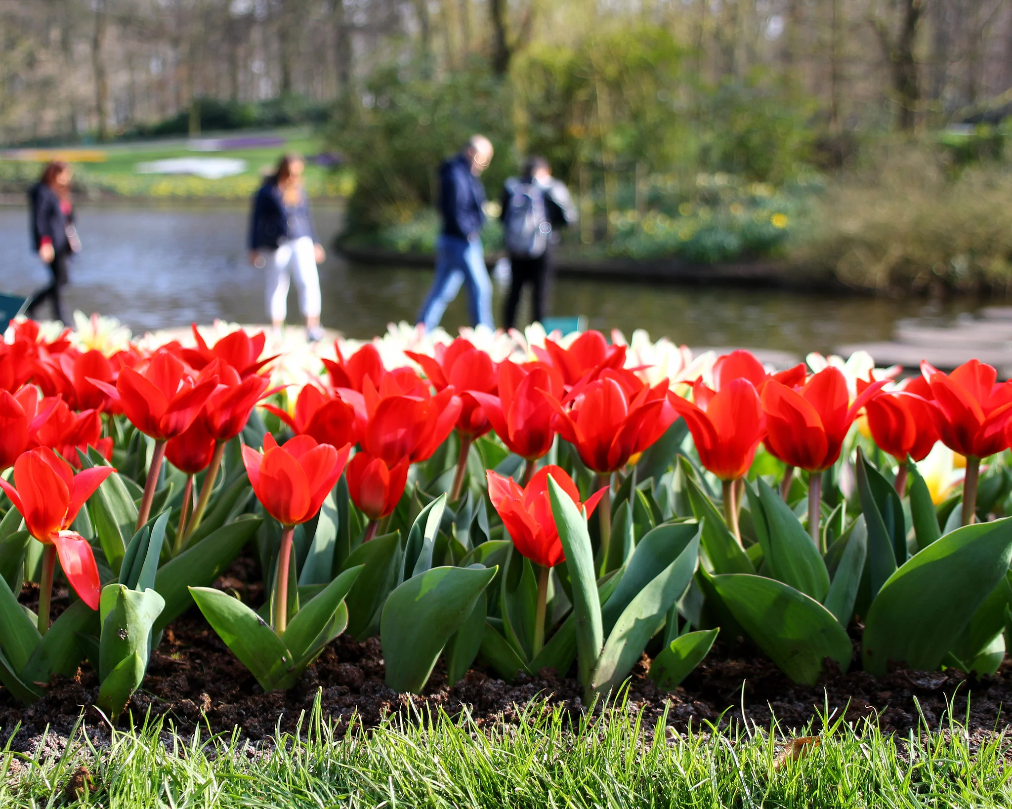 Tulip 'Showwinner' - Image 4