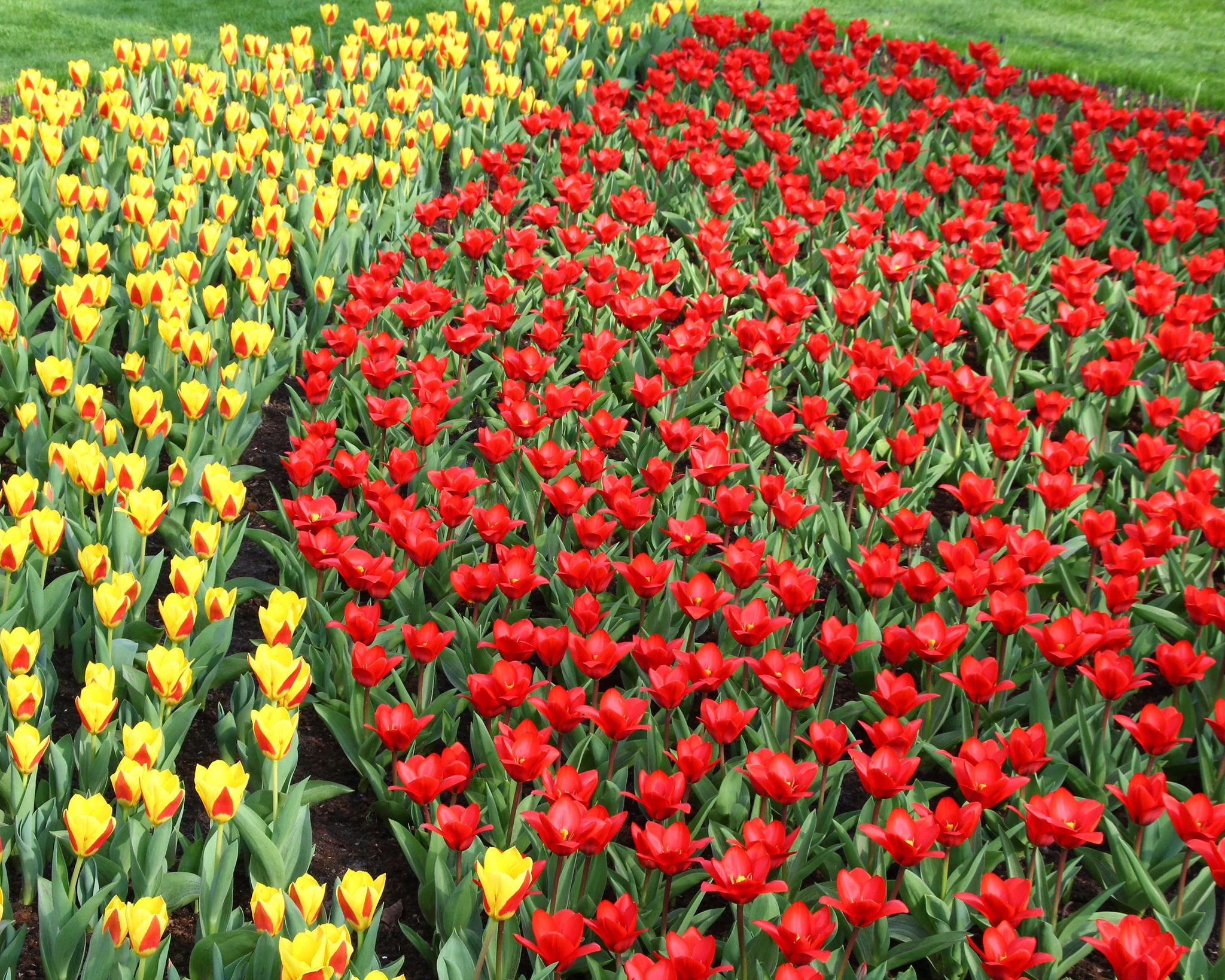 Tulip 'Showwinner' - Image 7