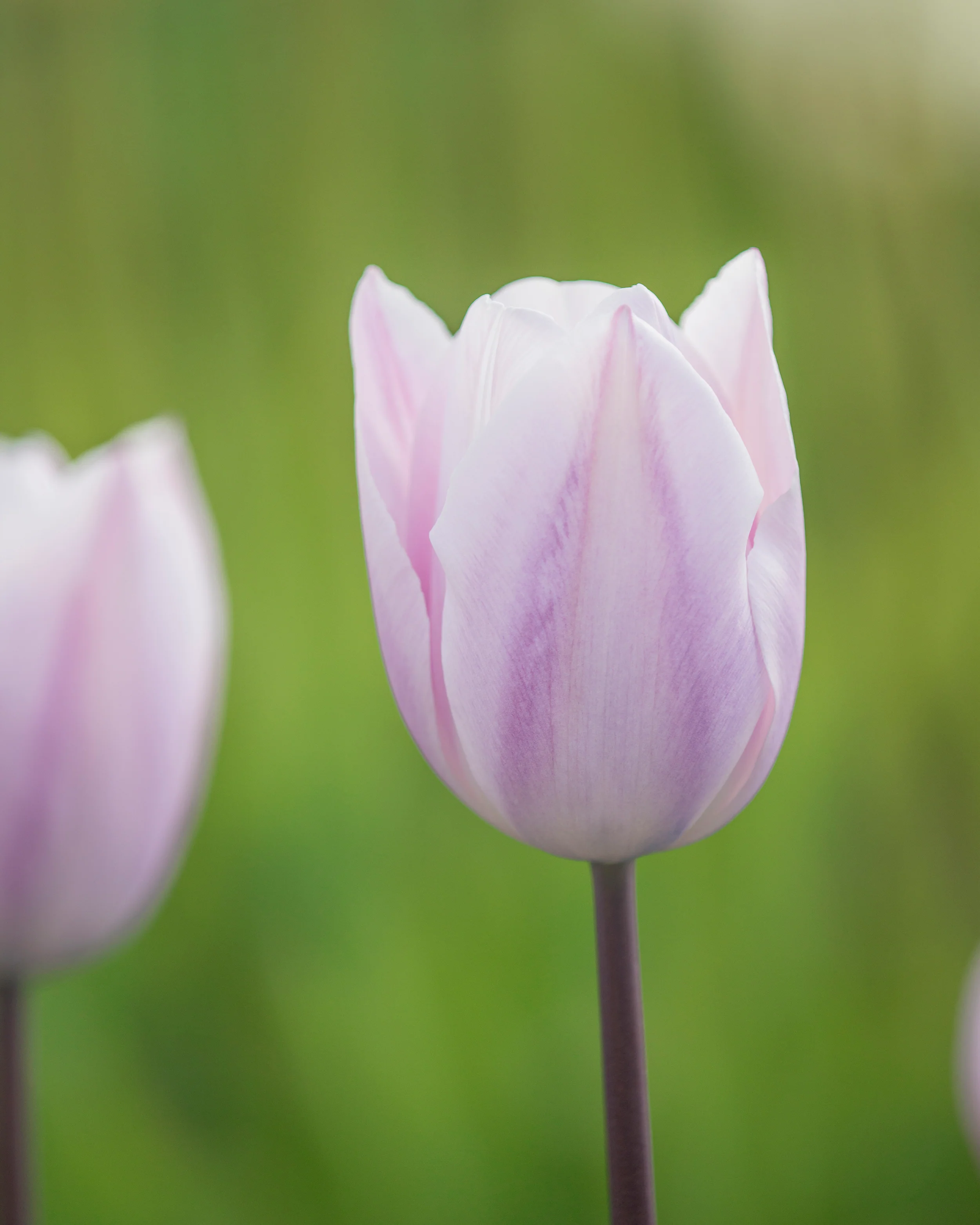 Tulip 'Silver Cloud' - Image 10