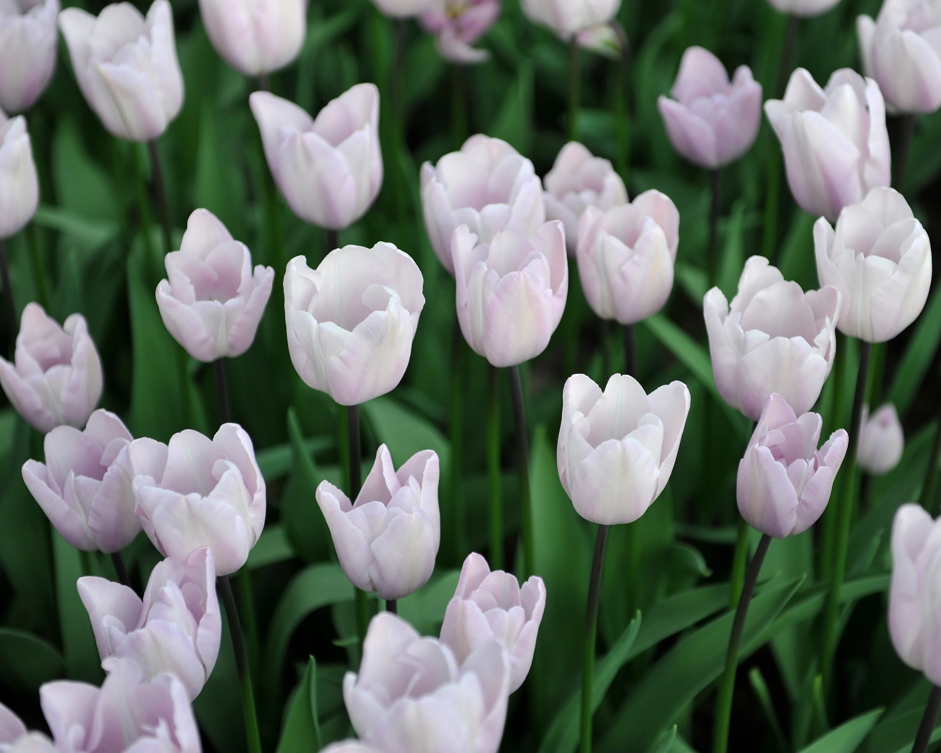 Tulip 'Silver Cloud' - Image 11