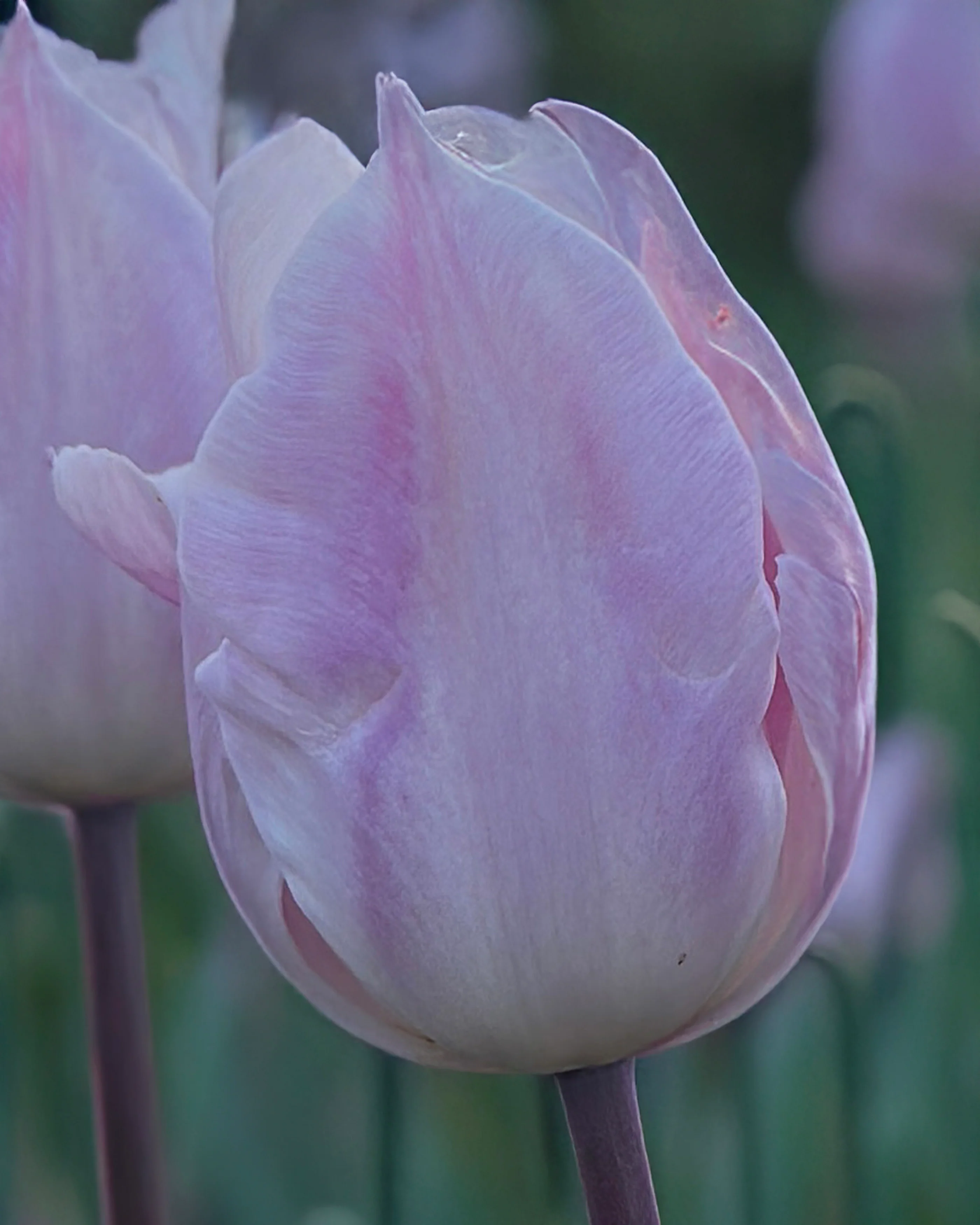 Tulip 'Silver Cloud' - Image 13