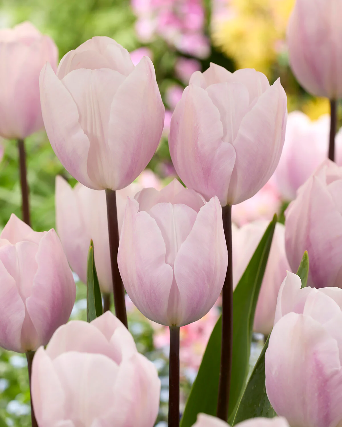 Tulip 'Silver Cloud' - Image 2