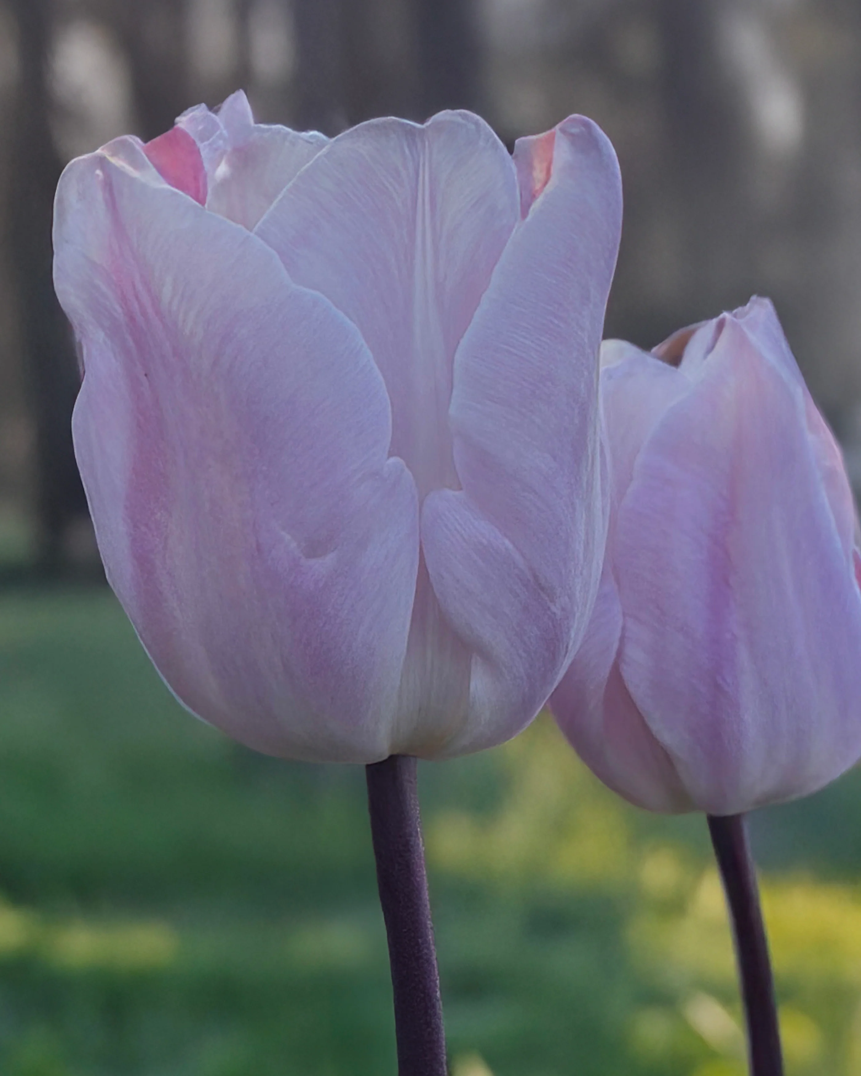 Tulip 'Silver Cloud' - Image 3