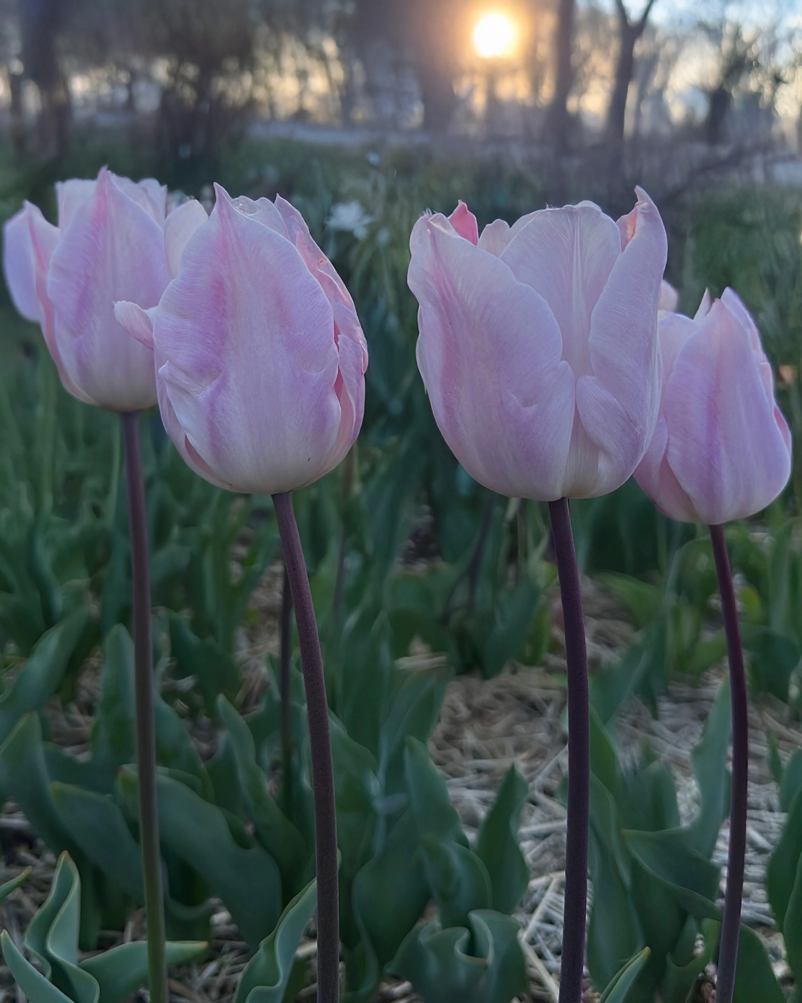 Tulip 'Silver Cloud' - Image 4