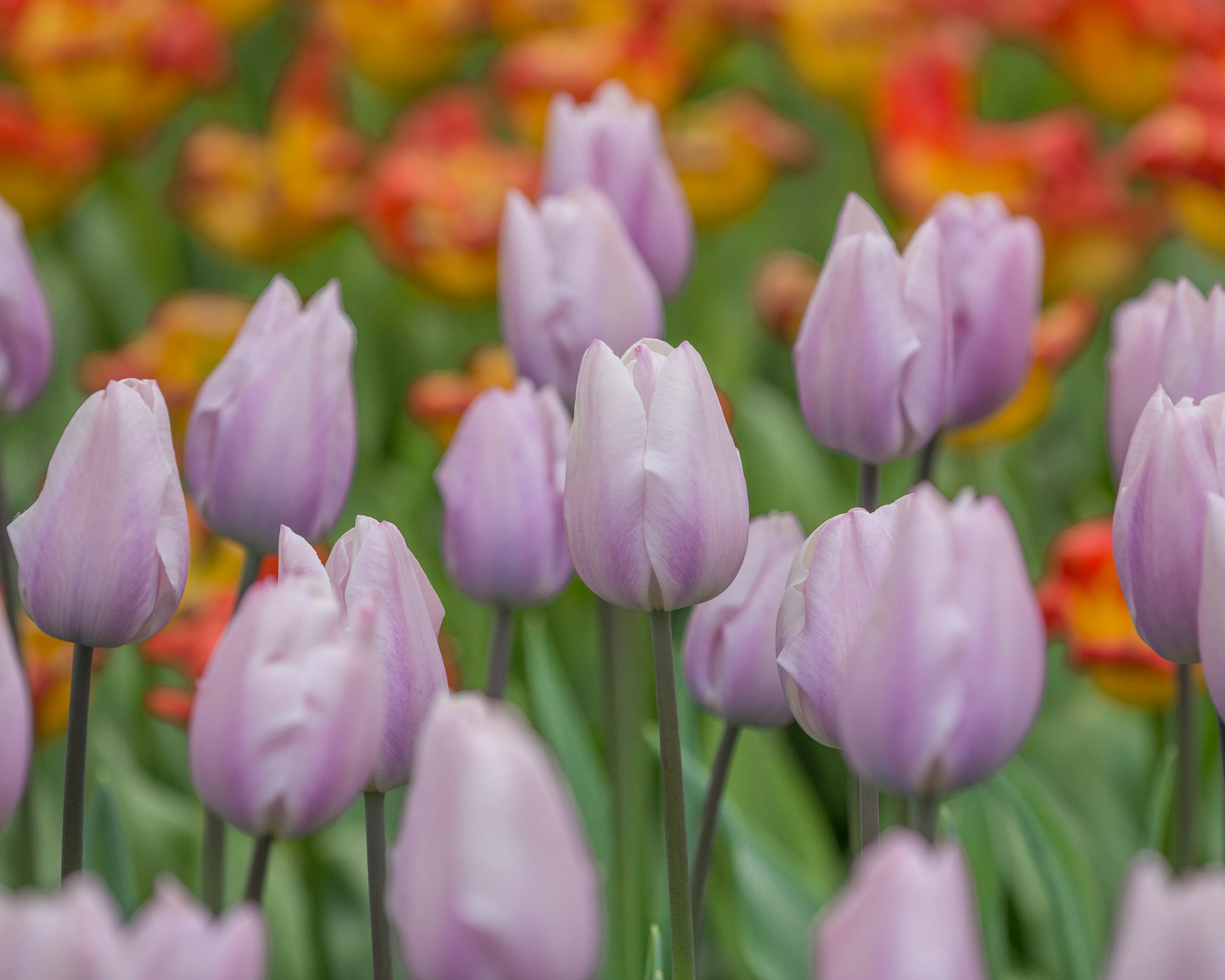 Tulip 'Silver Cloud' - Image 5