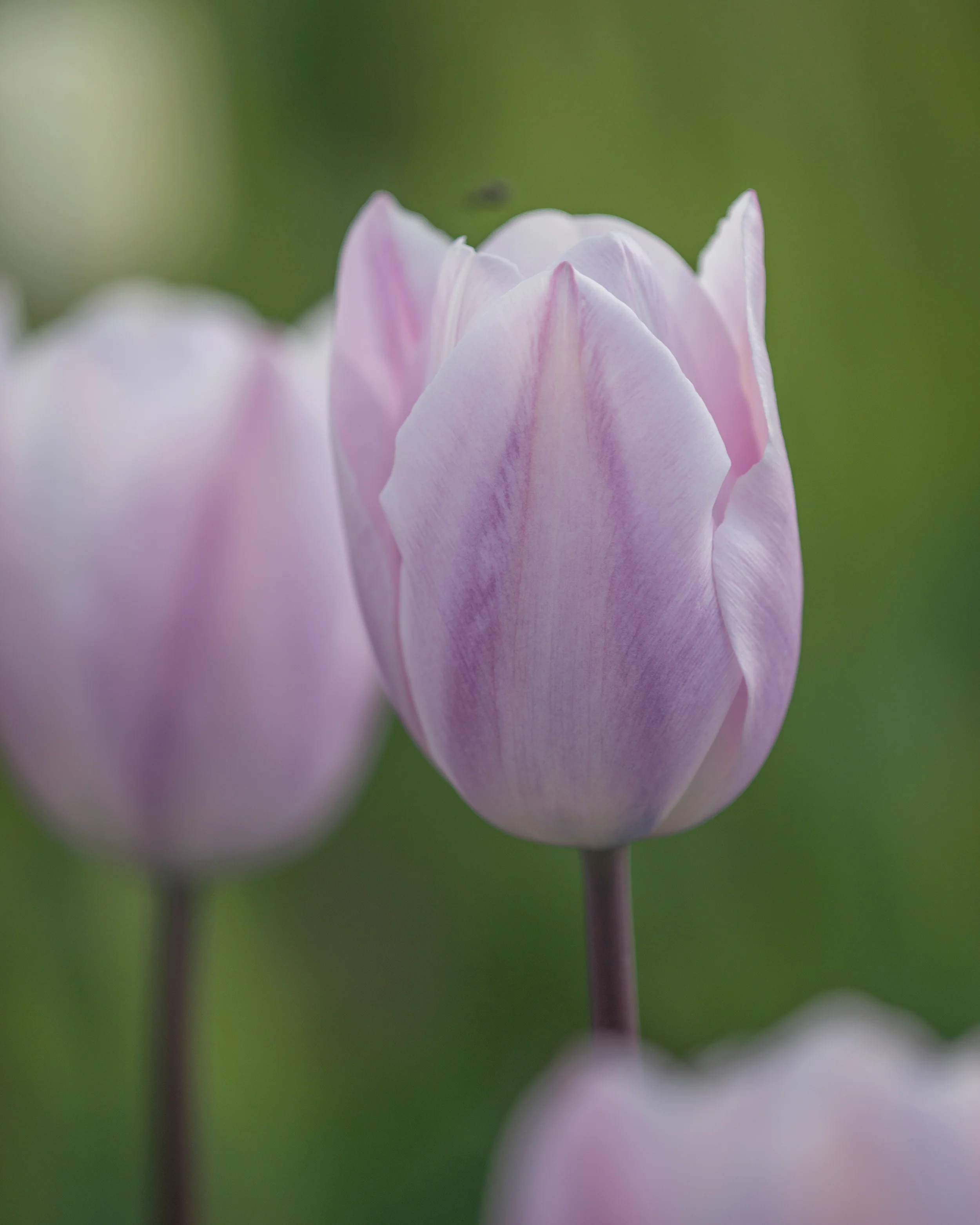 Tulip 'Silver Cloud' - Image 7
