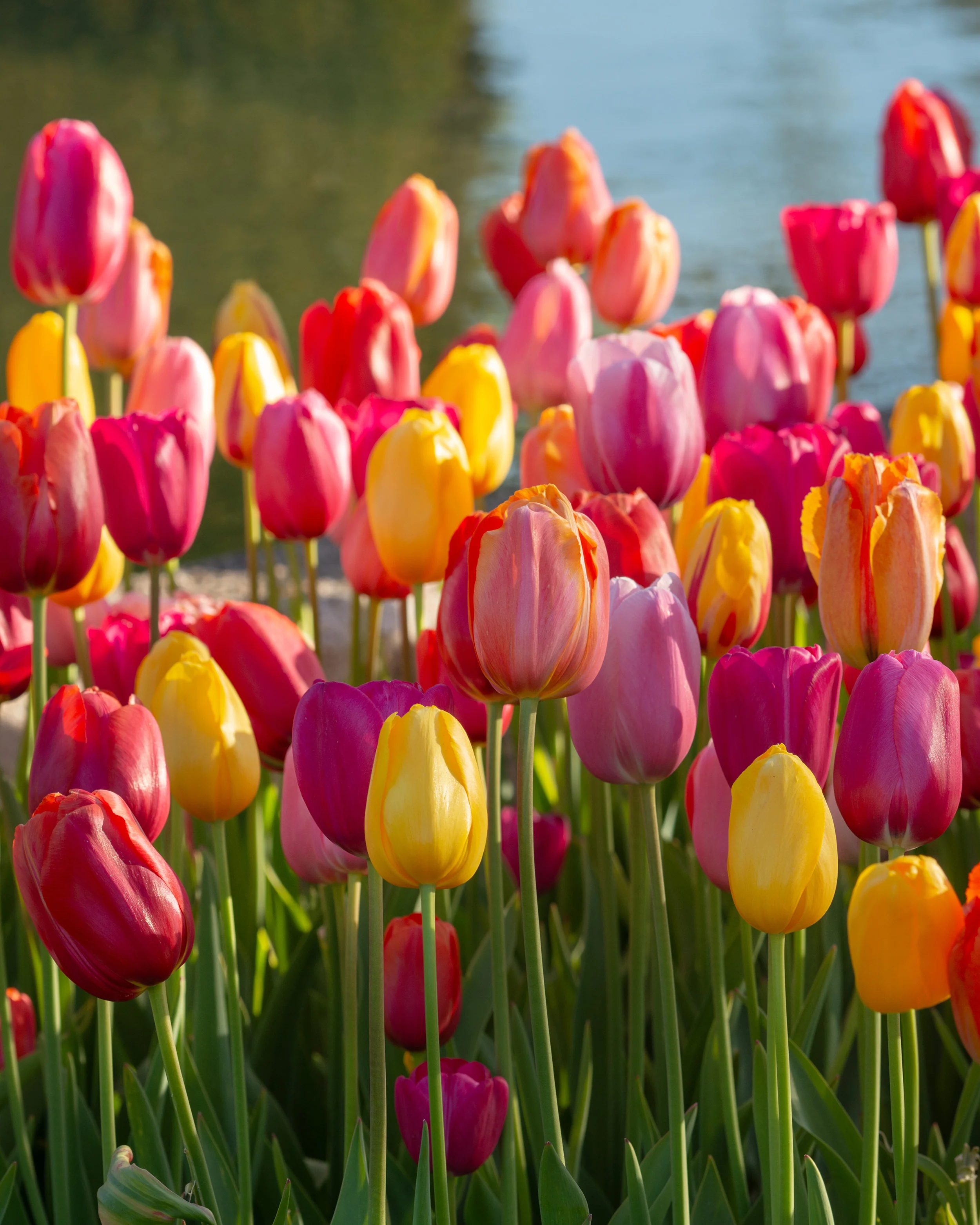 Tulip 'Single Late Mixed' - Image 10