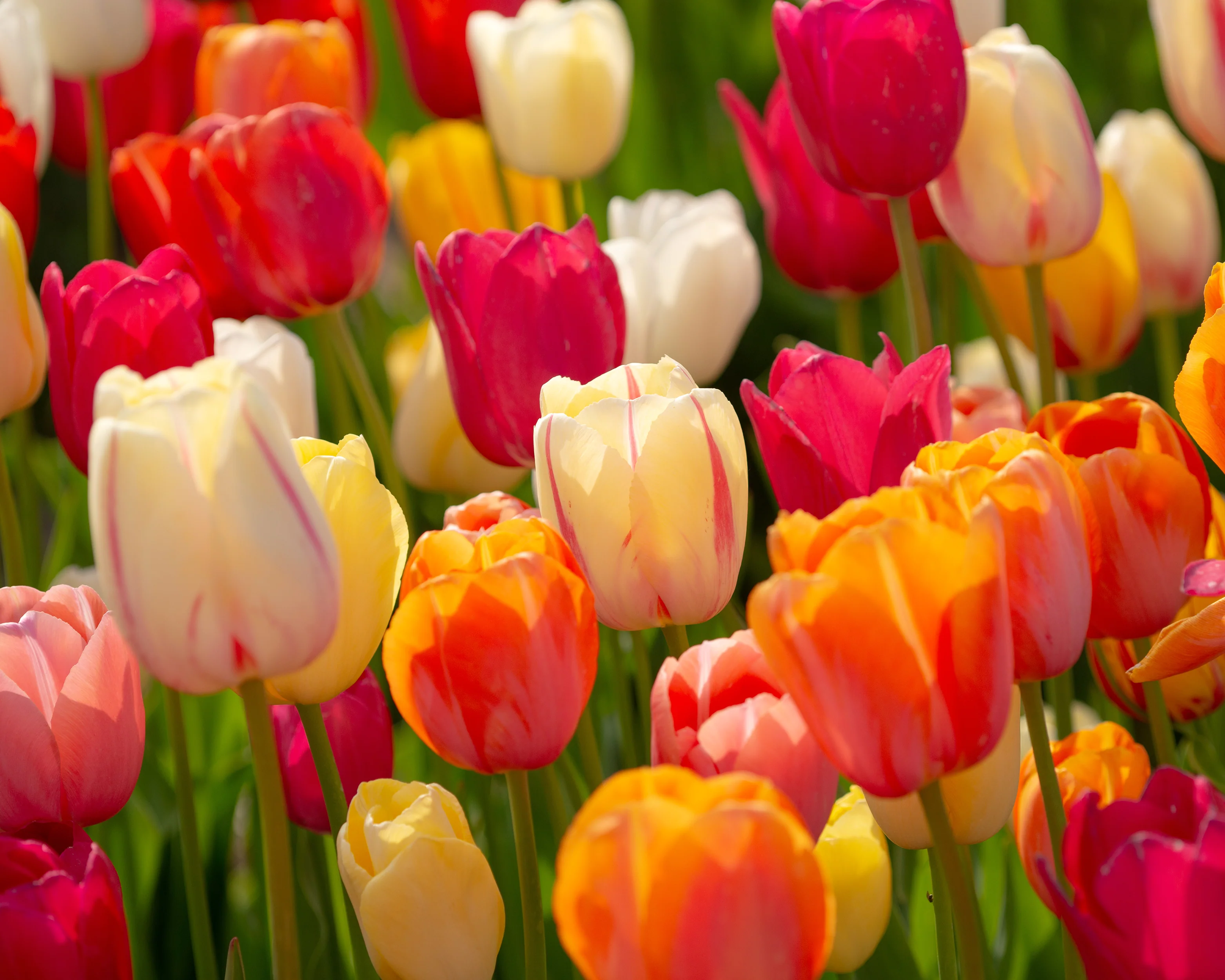 Tulip 'Single Late Mixed' - Image 11