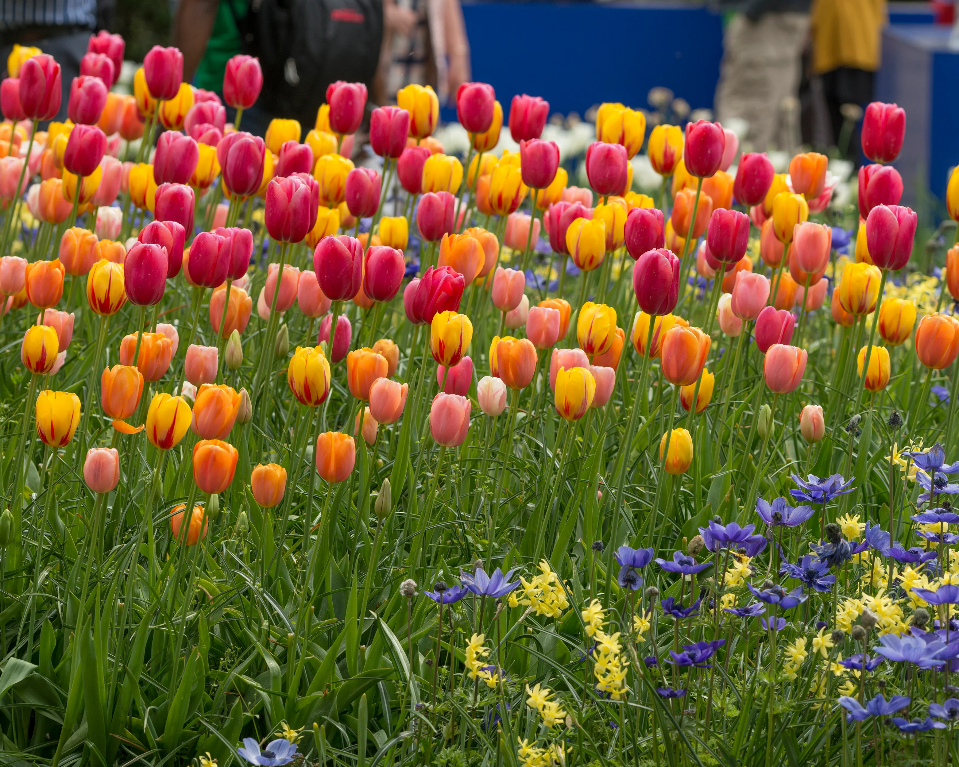 Tulip 'Single Late Mixed' - Image 12