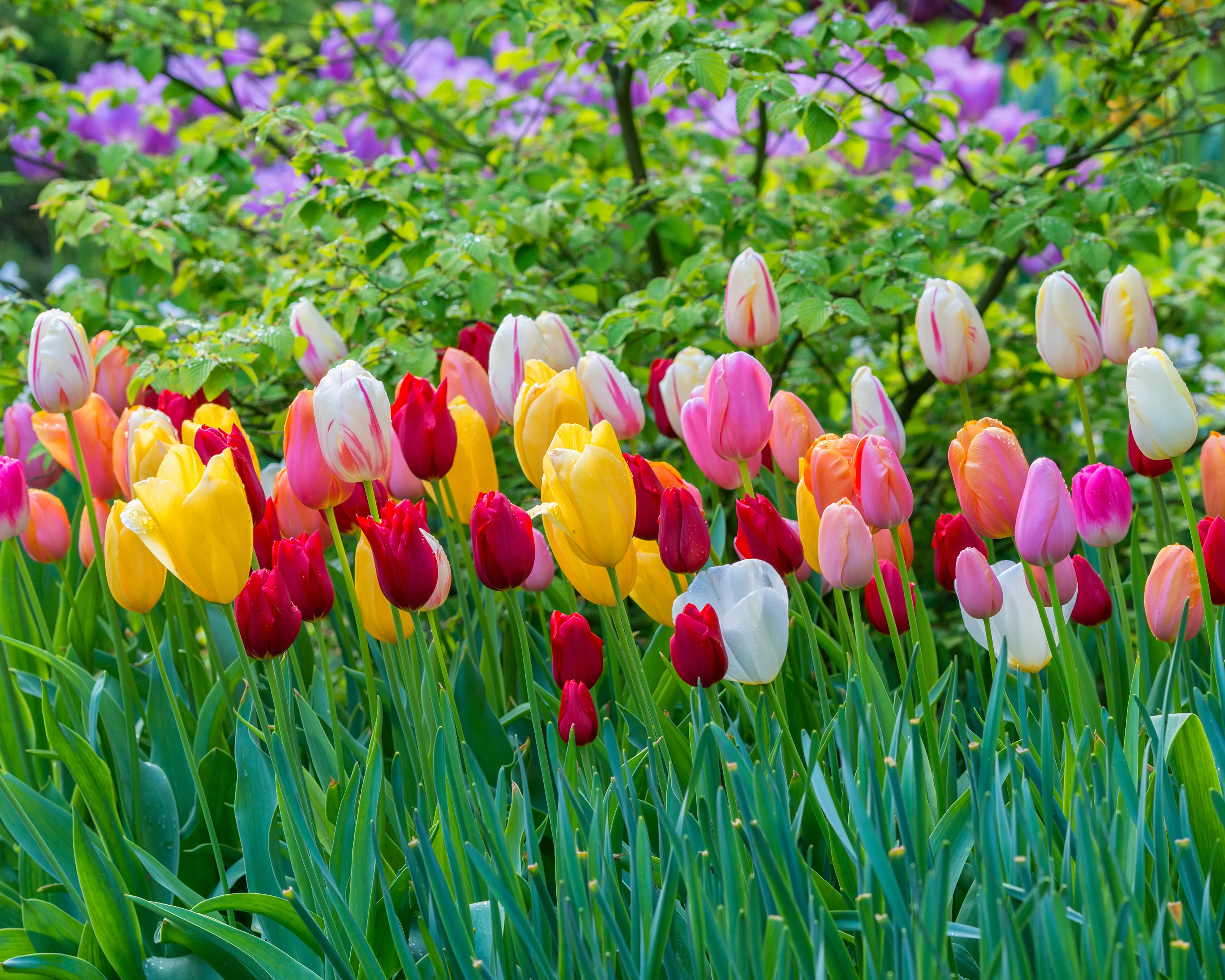 Tulip 'Single Late Mixed' - Image 2