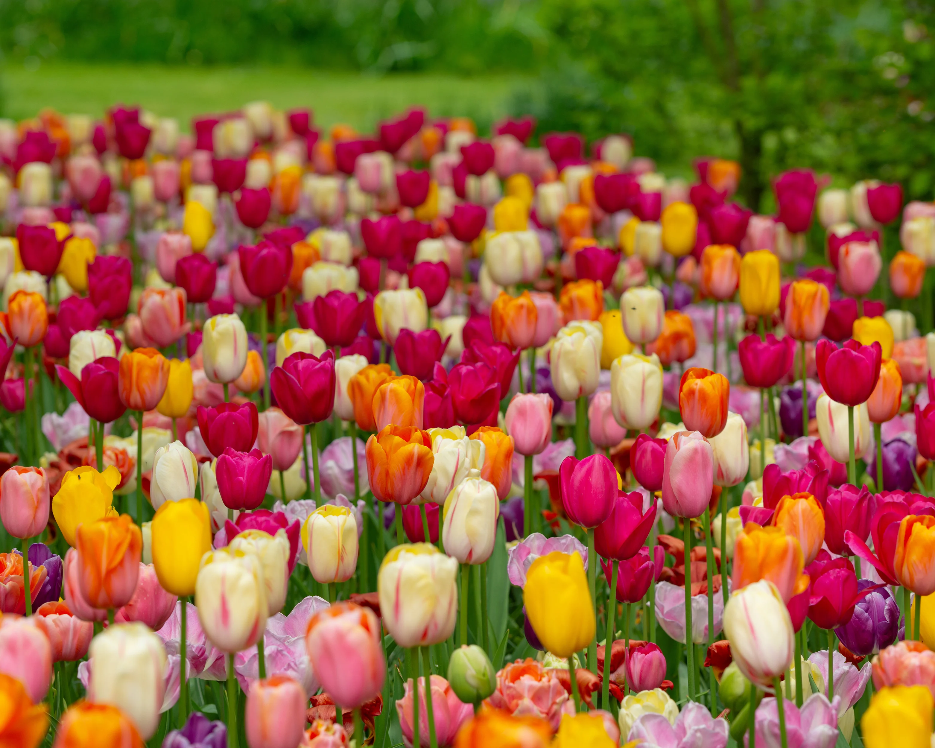 Tulip 'Single Late Mixed' - Image 3