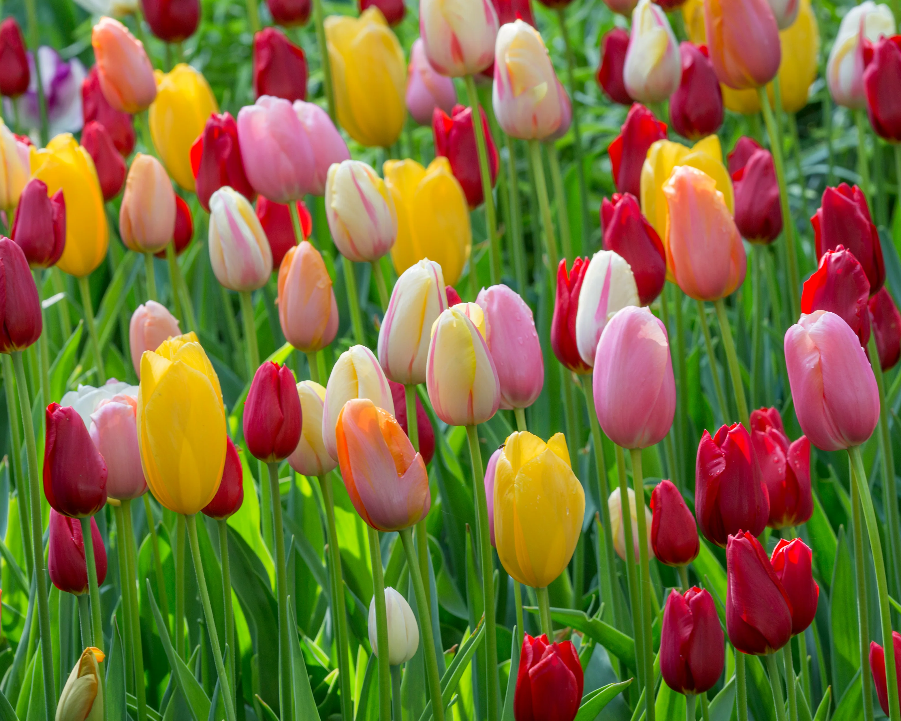 Tulip 'Single Late Mixed' - Image 5