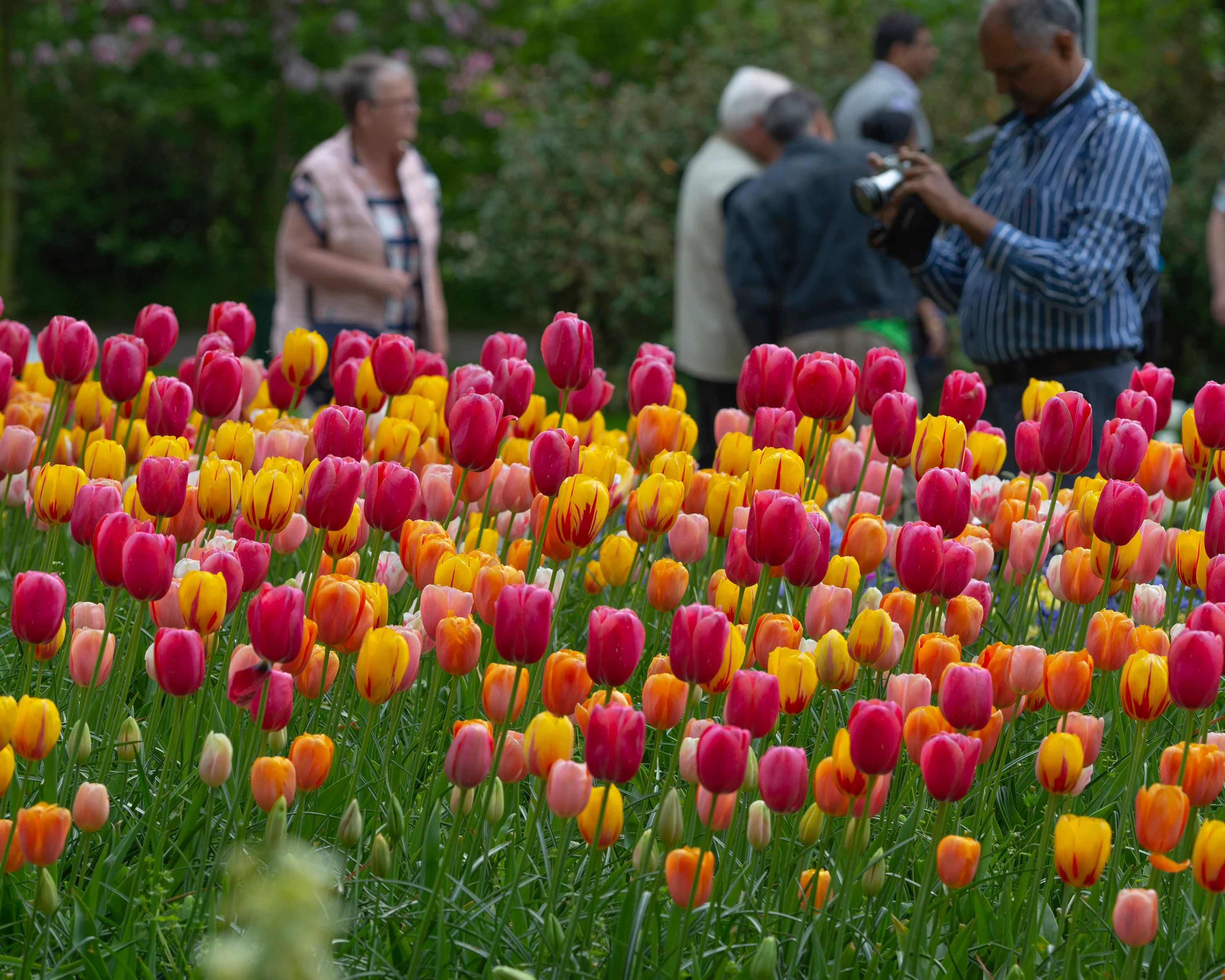 Tulip 'Single Late Mixed' - Image 6