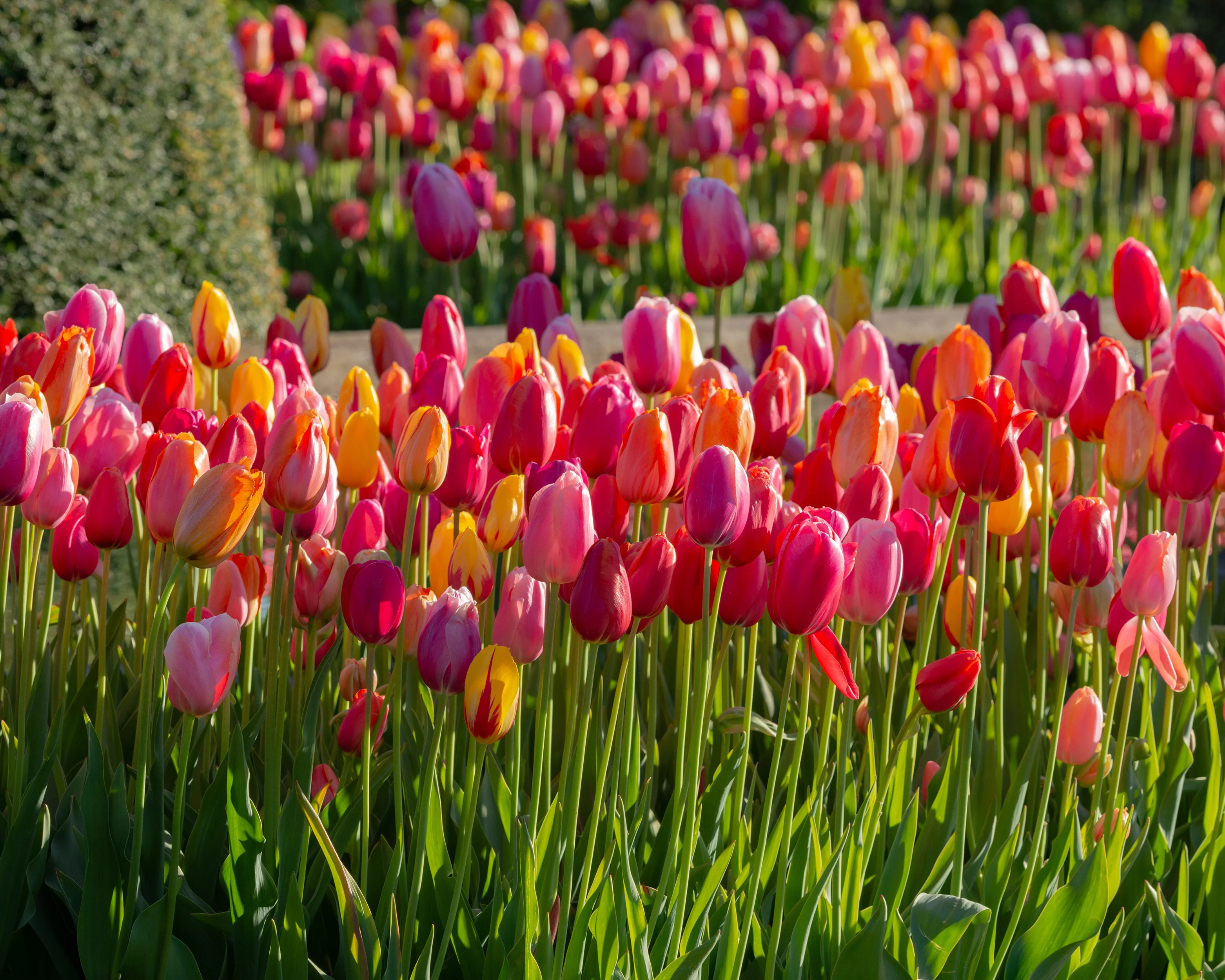Tulip 'Single Late Mixed' - Image 7