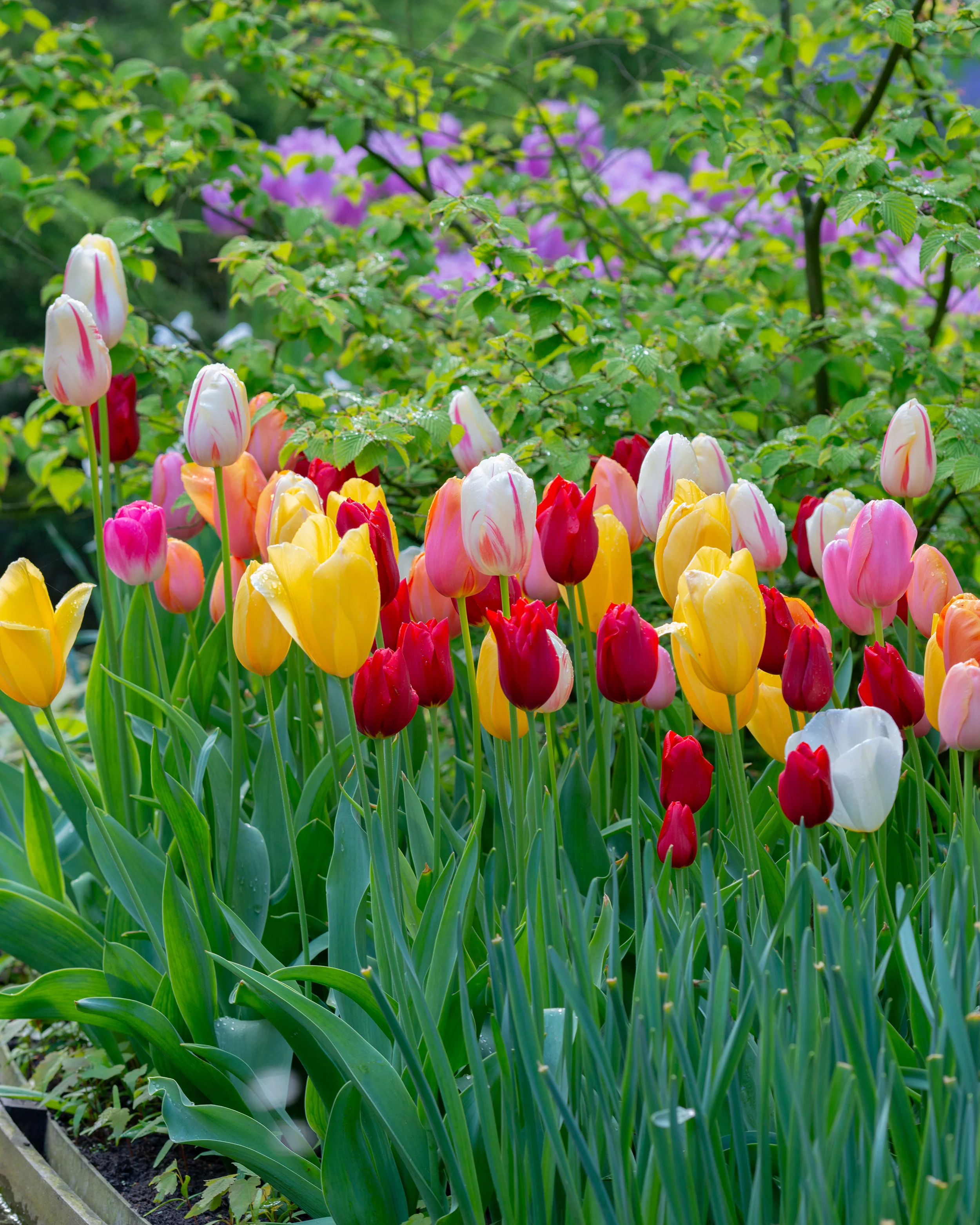 Tulip 'Single Late Mixed' - Image 8
