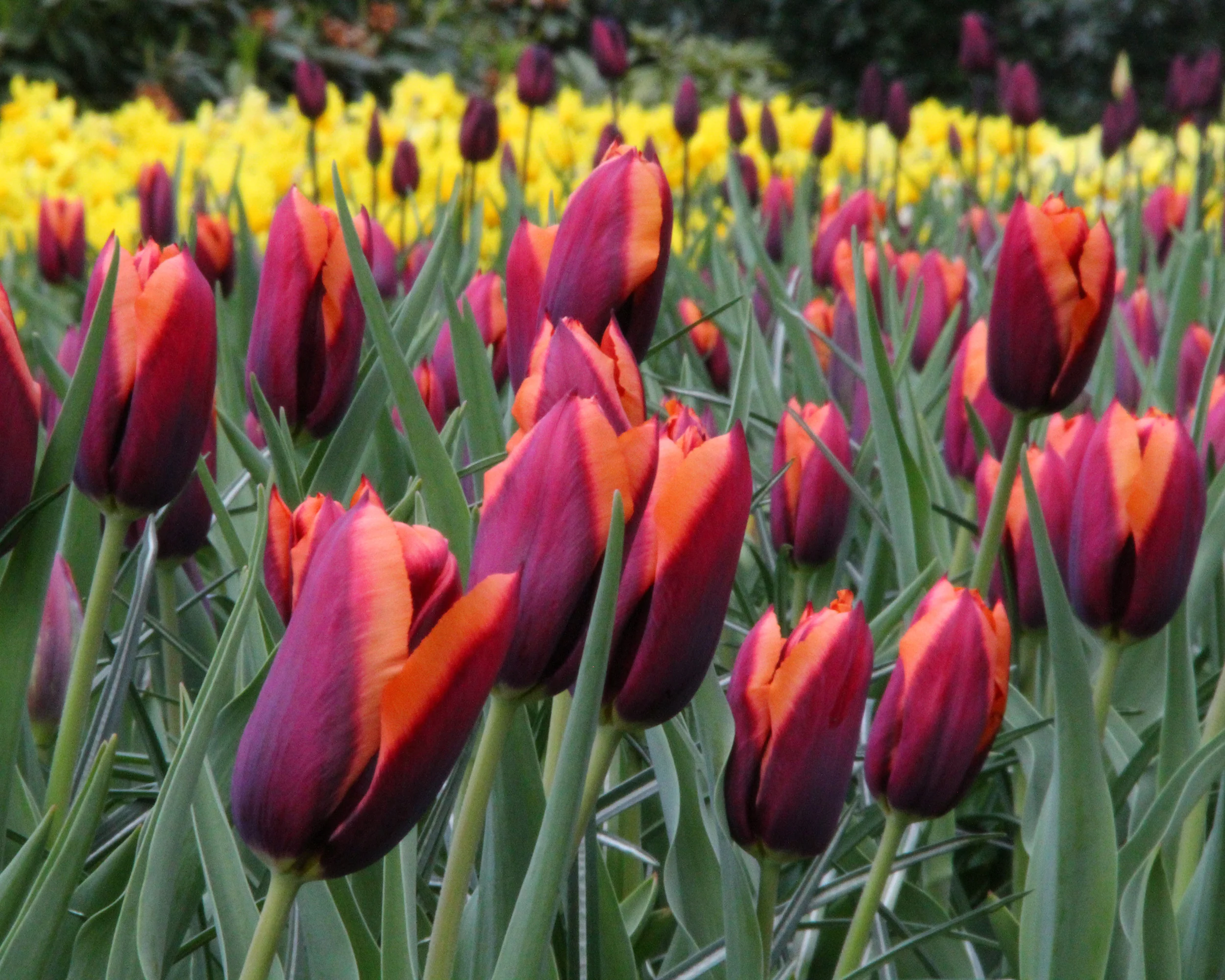 Tulip 'Slawa' - Image 4