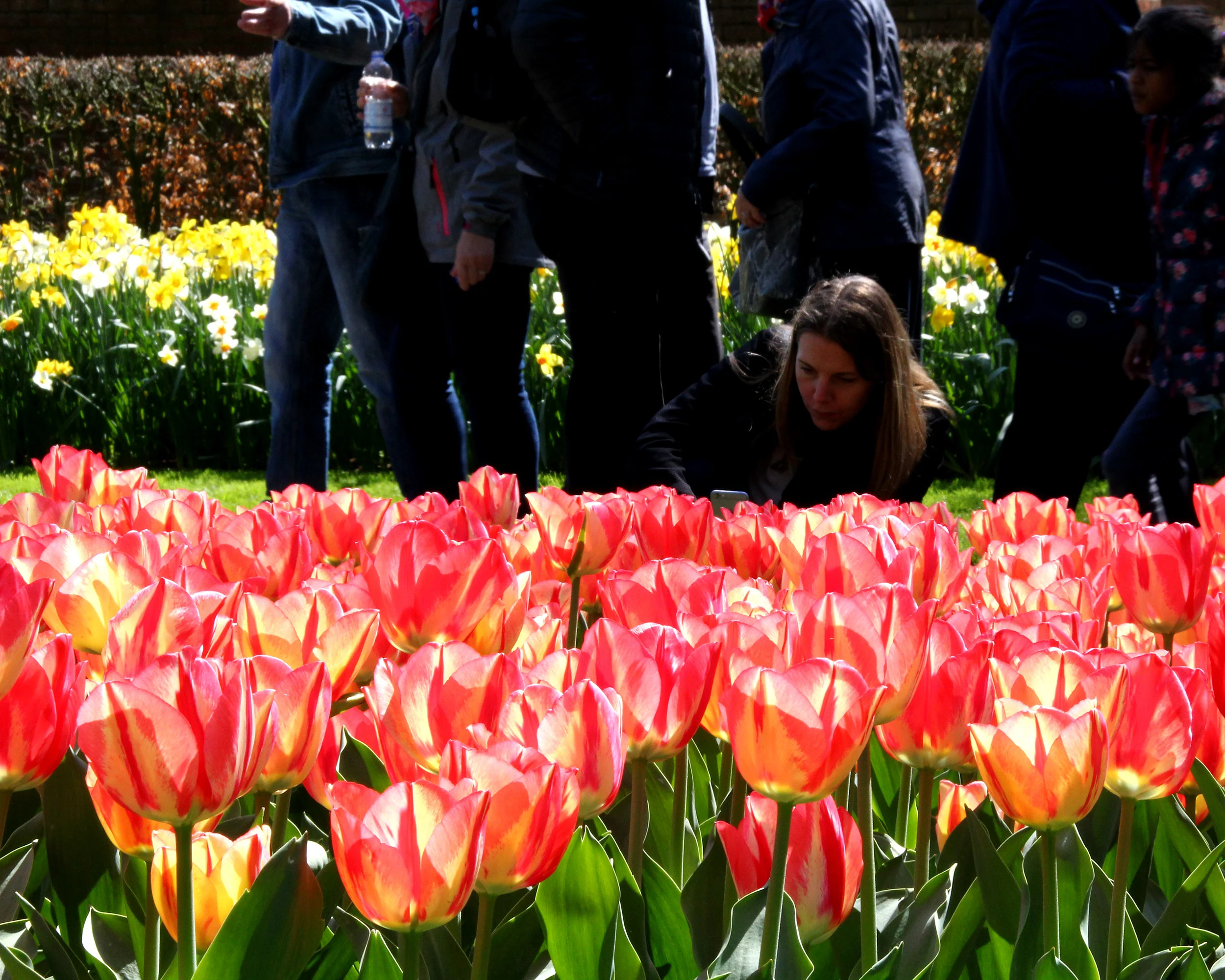 Tulip 'Spryng Break' - Image 3