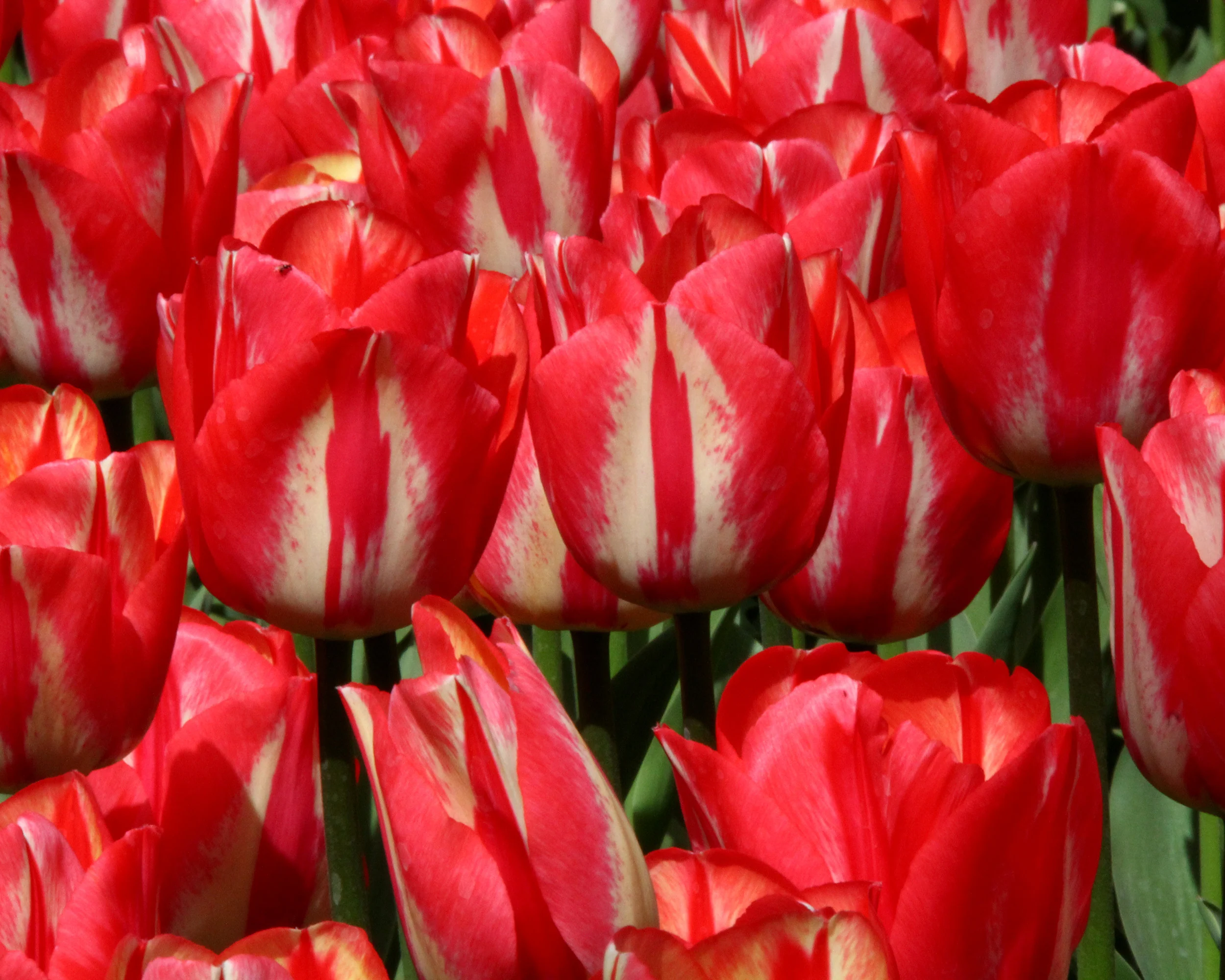 Tulip 'Spryng Break' - Image 4