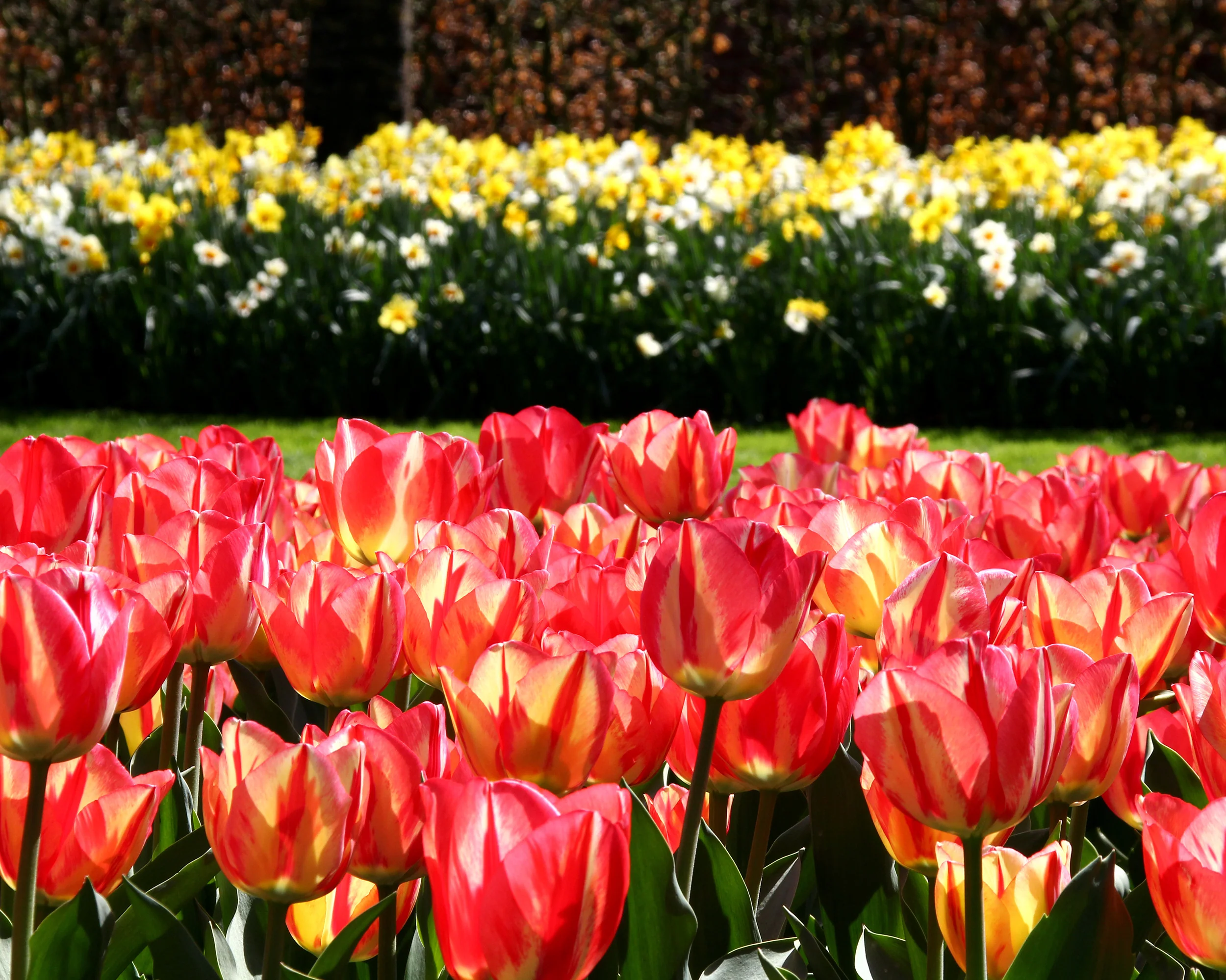 Tulip 'Spryng Break' - Image 5