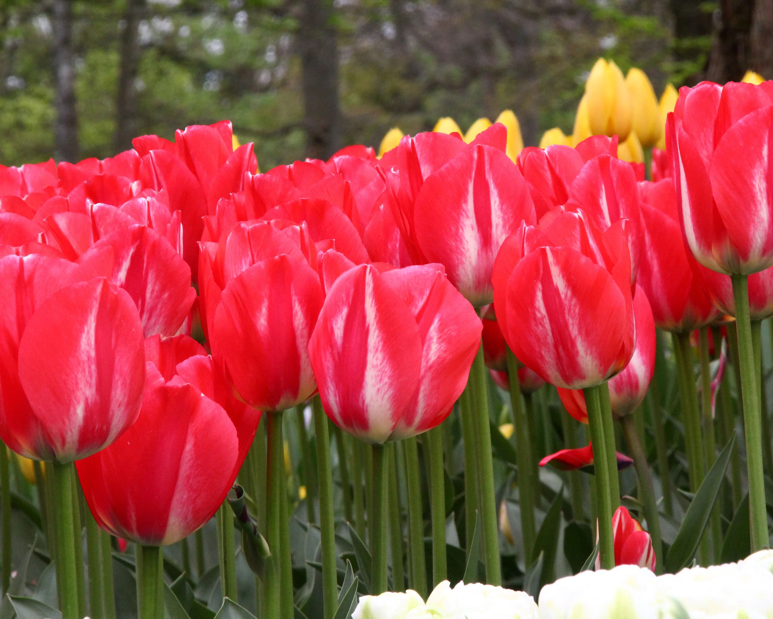Tulip 'Spryng Break' - Image 6