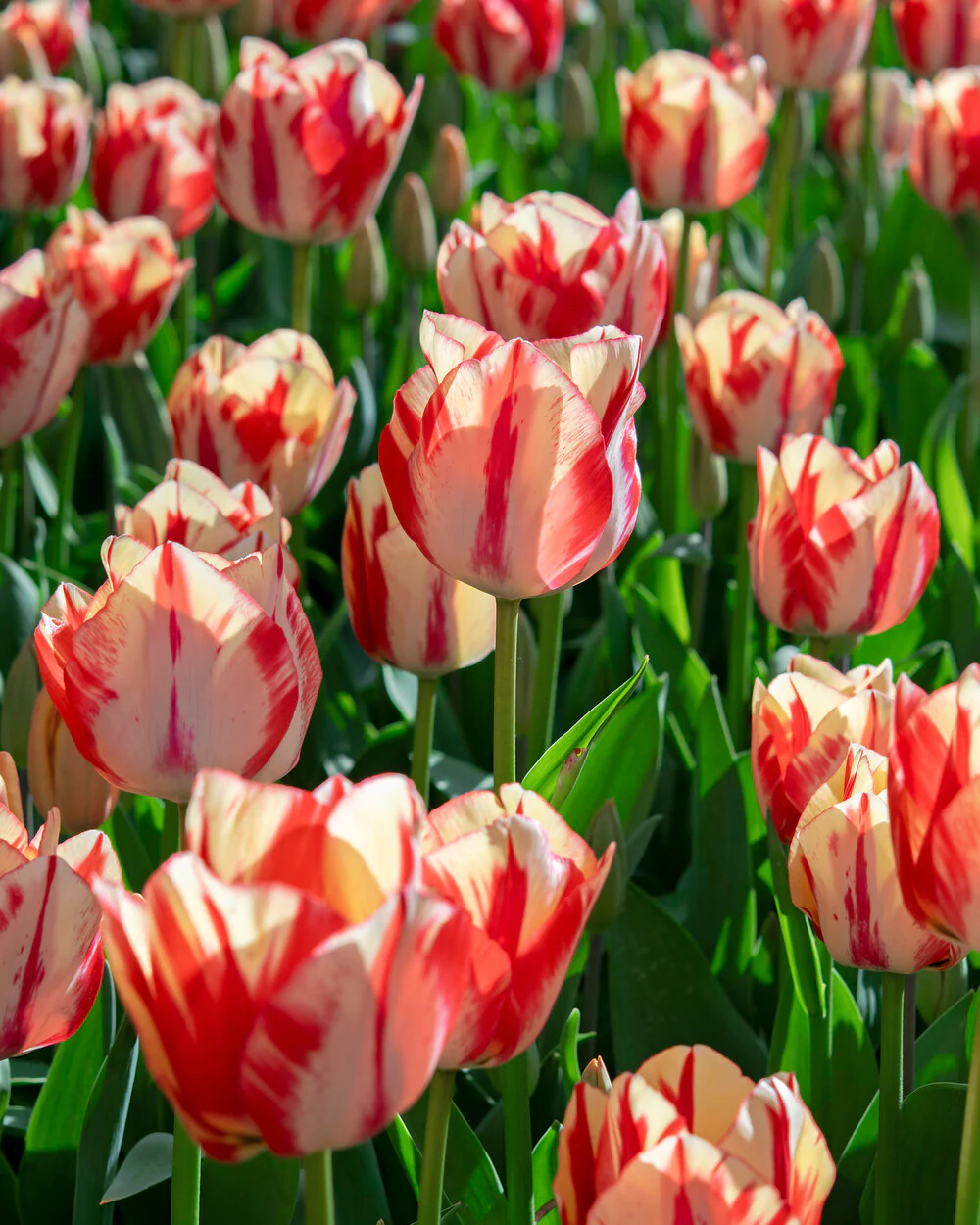 Tulip 'Spryng Rembrandt' - Image 2