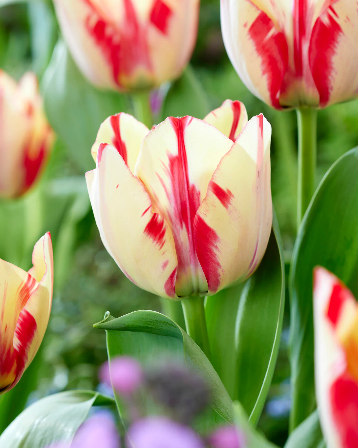 Tulip 'Spryng Rembrandt' - Image 5