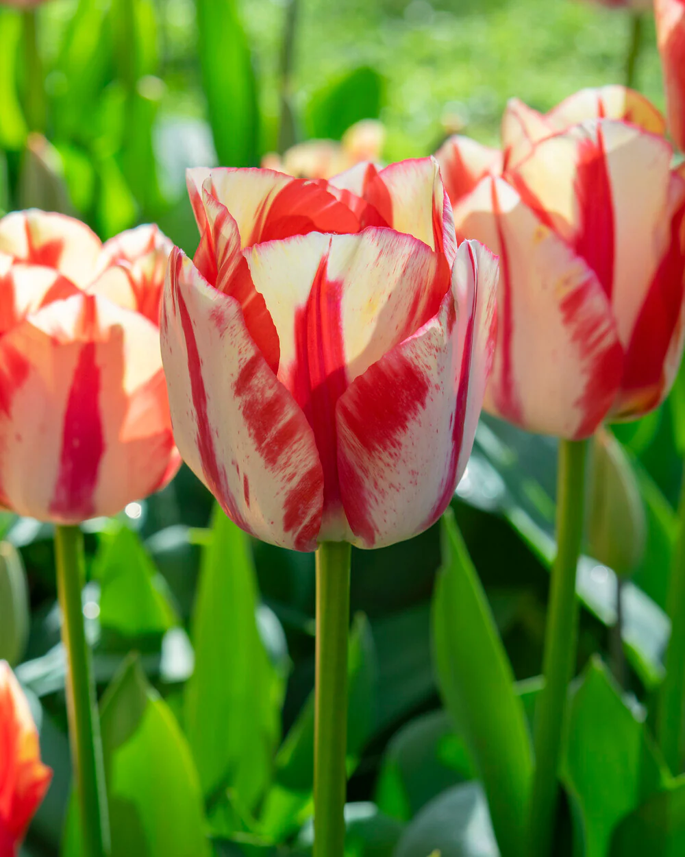 Tulip 'Spryng Rembrandt' - Image 6