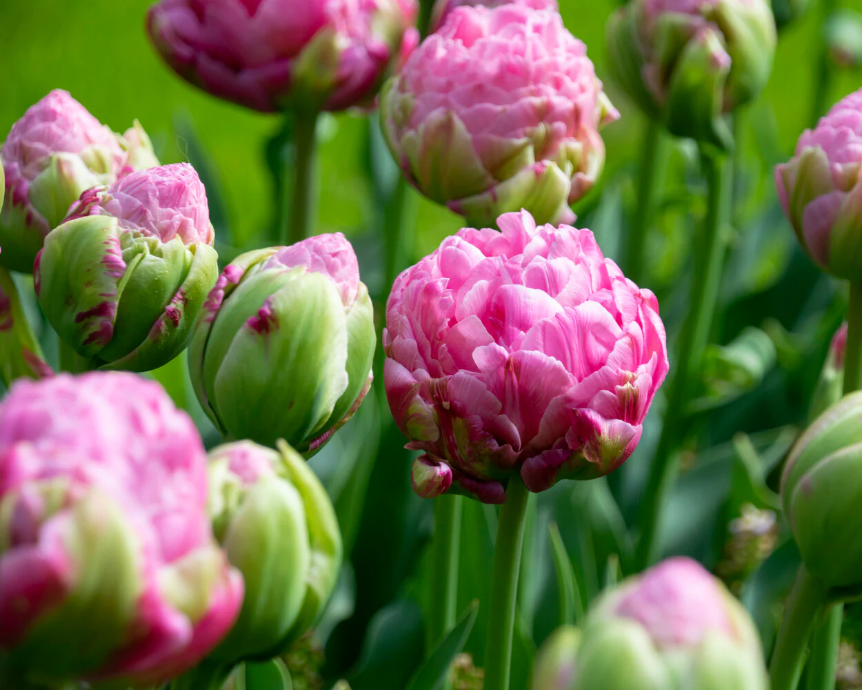 Tulip 'Strawberry Cream' - Image 10