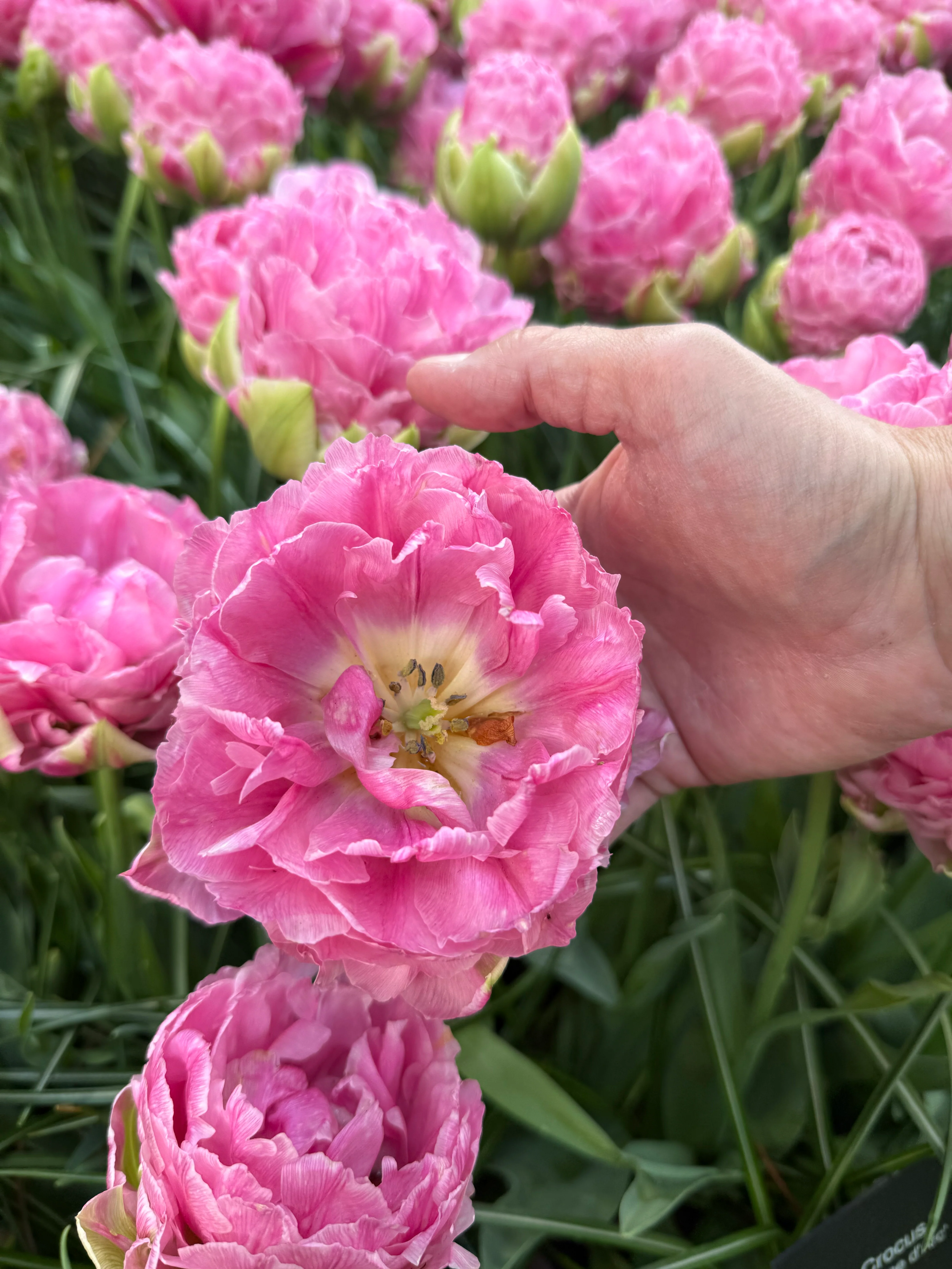 Tulip 'Strawberry Cream' - Image 3